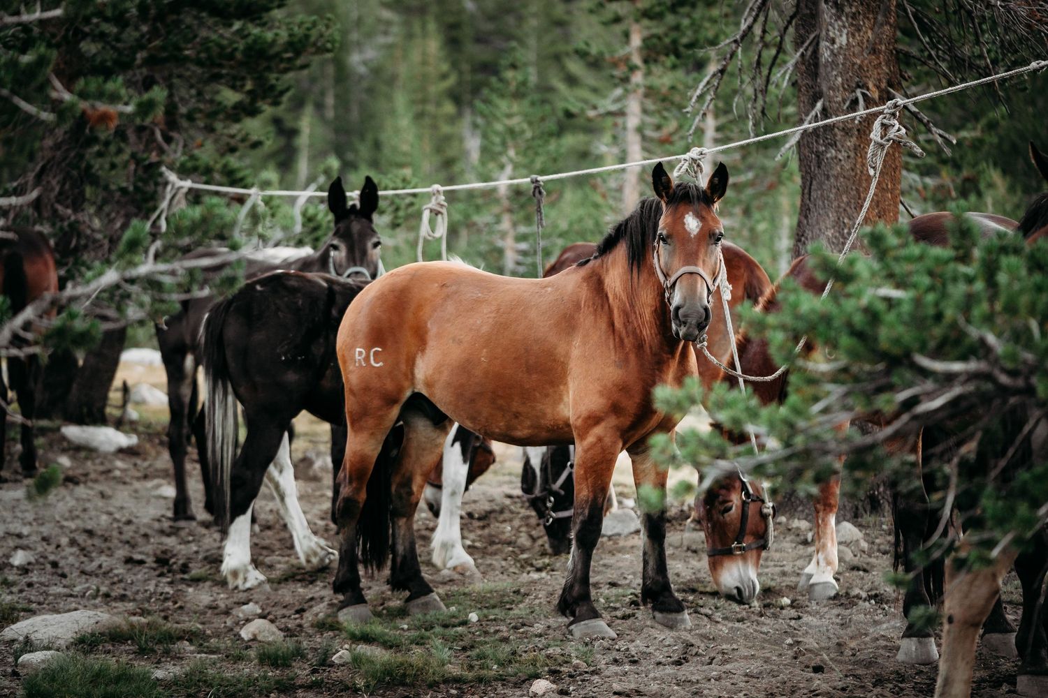 Horses grazing in a shaded forest clearing surrounded by tall pine trees.