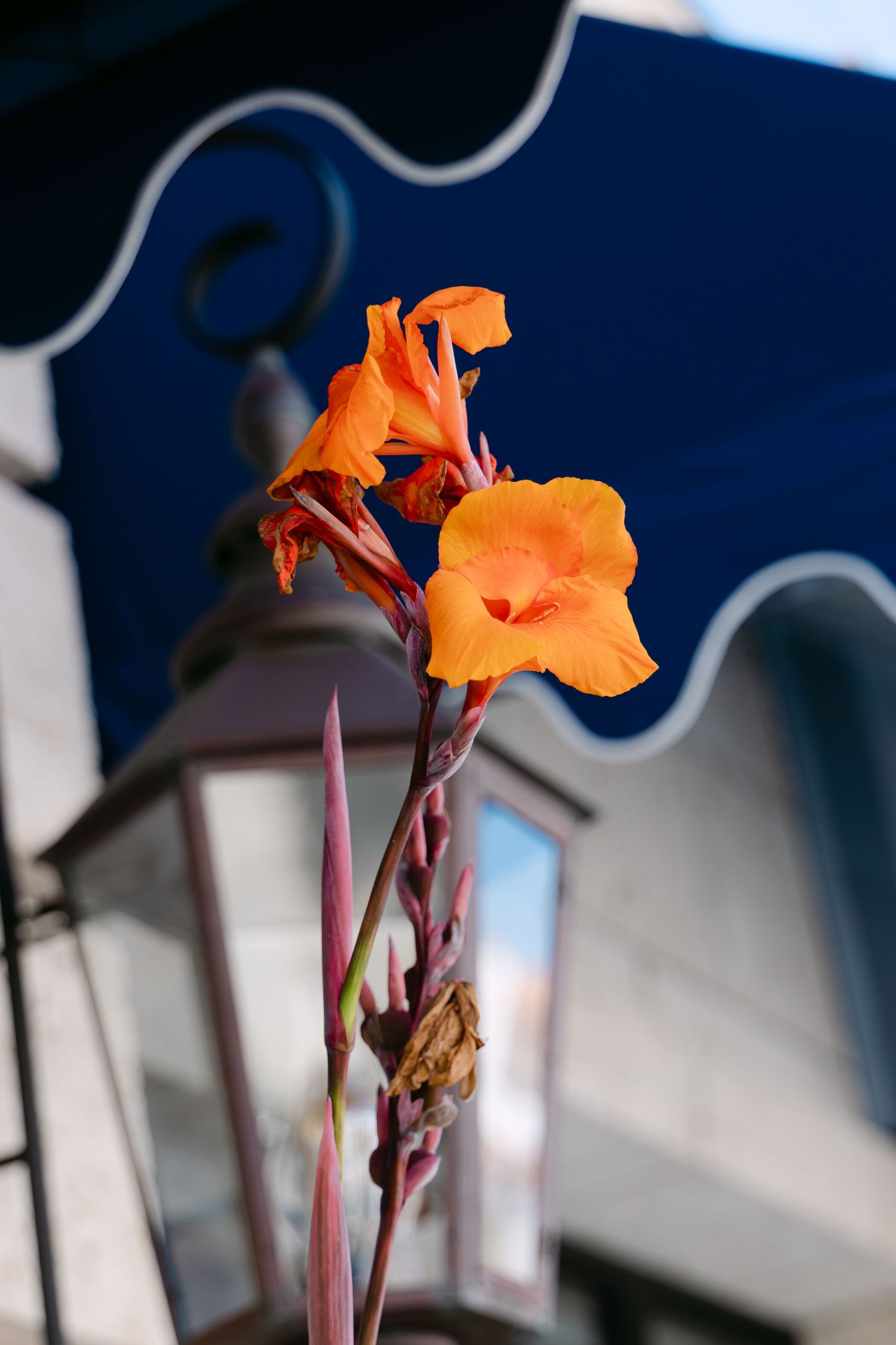 Vibrant orange canna lily blooms against a blue building facade with a vintage street lamp in the background.