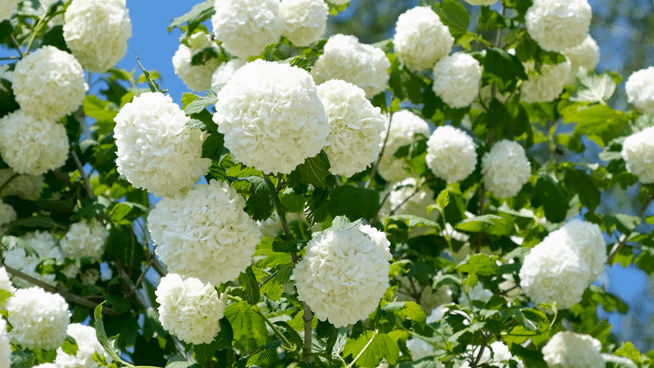 Lush snowball viburnum shrub covered in large, round white flower clusters against a bright blue sky.