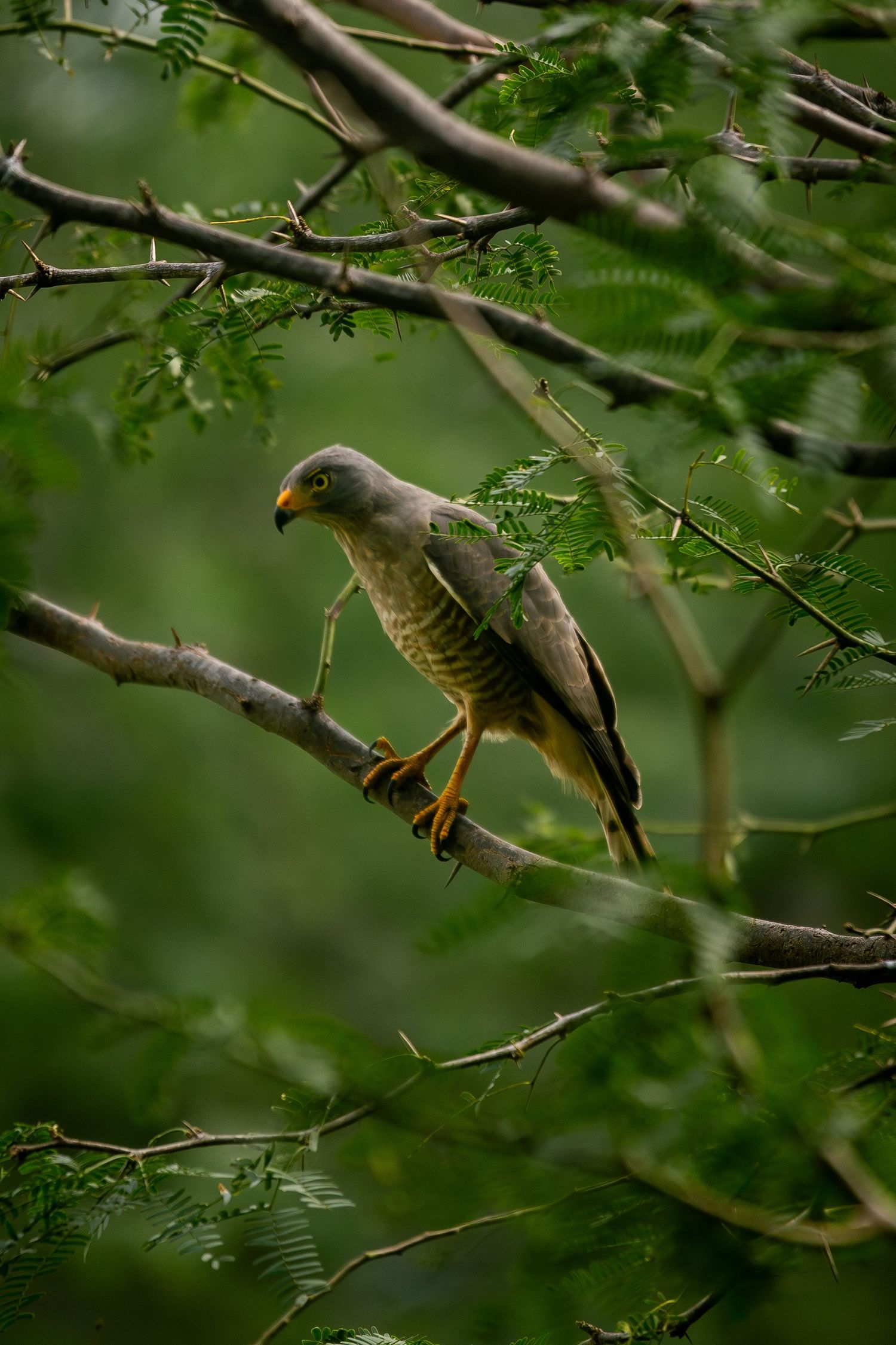 Rupornis magnirostris at Flamingo Beach mangroove