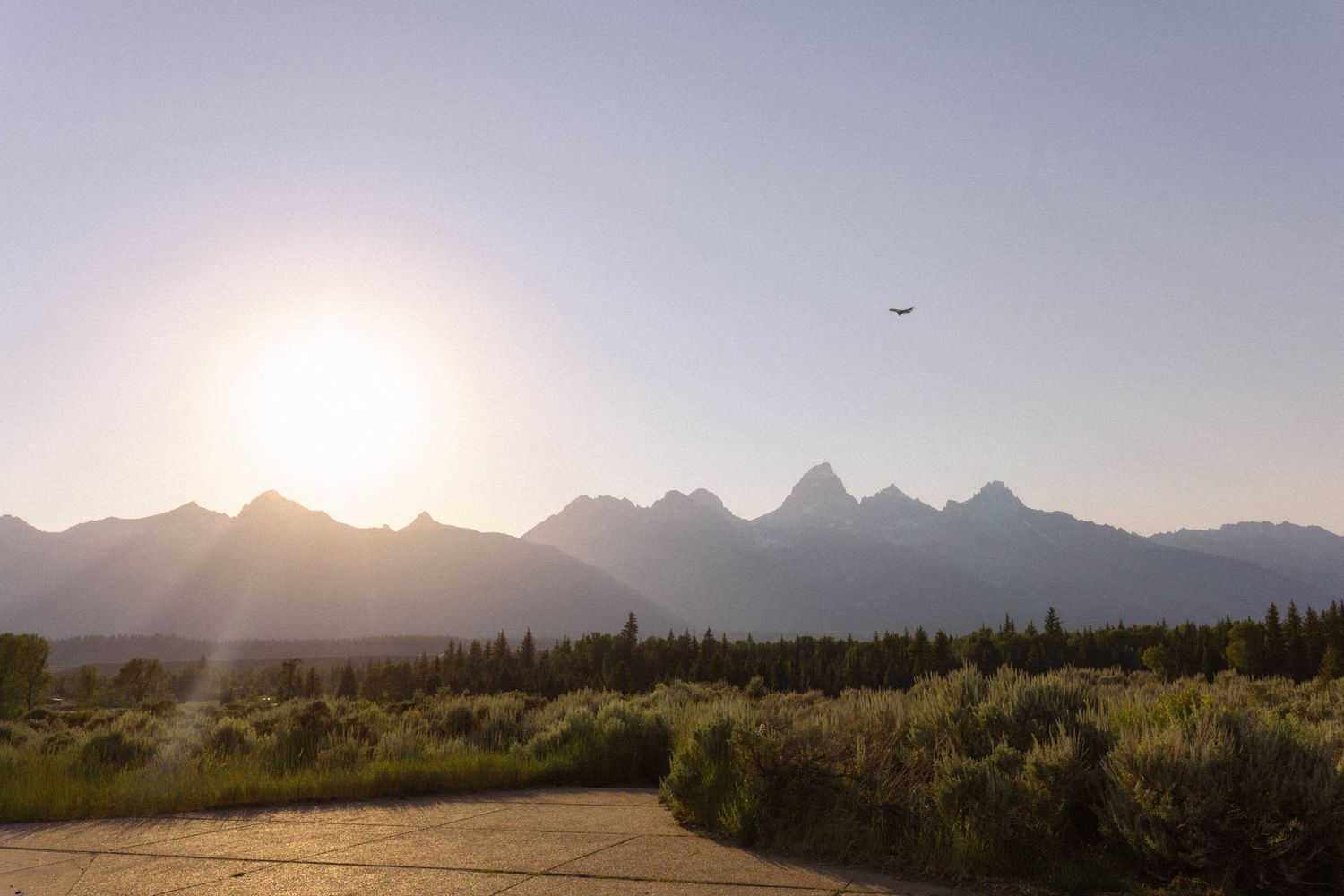 Sun setting behind the Teton mountain range with golden light, lush shrubs, and a bird soaring in the clear sky.