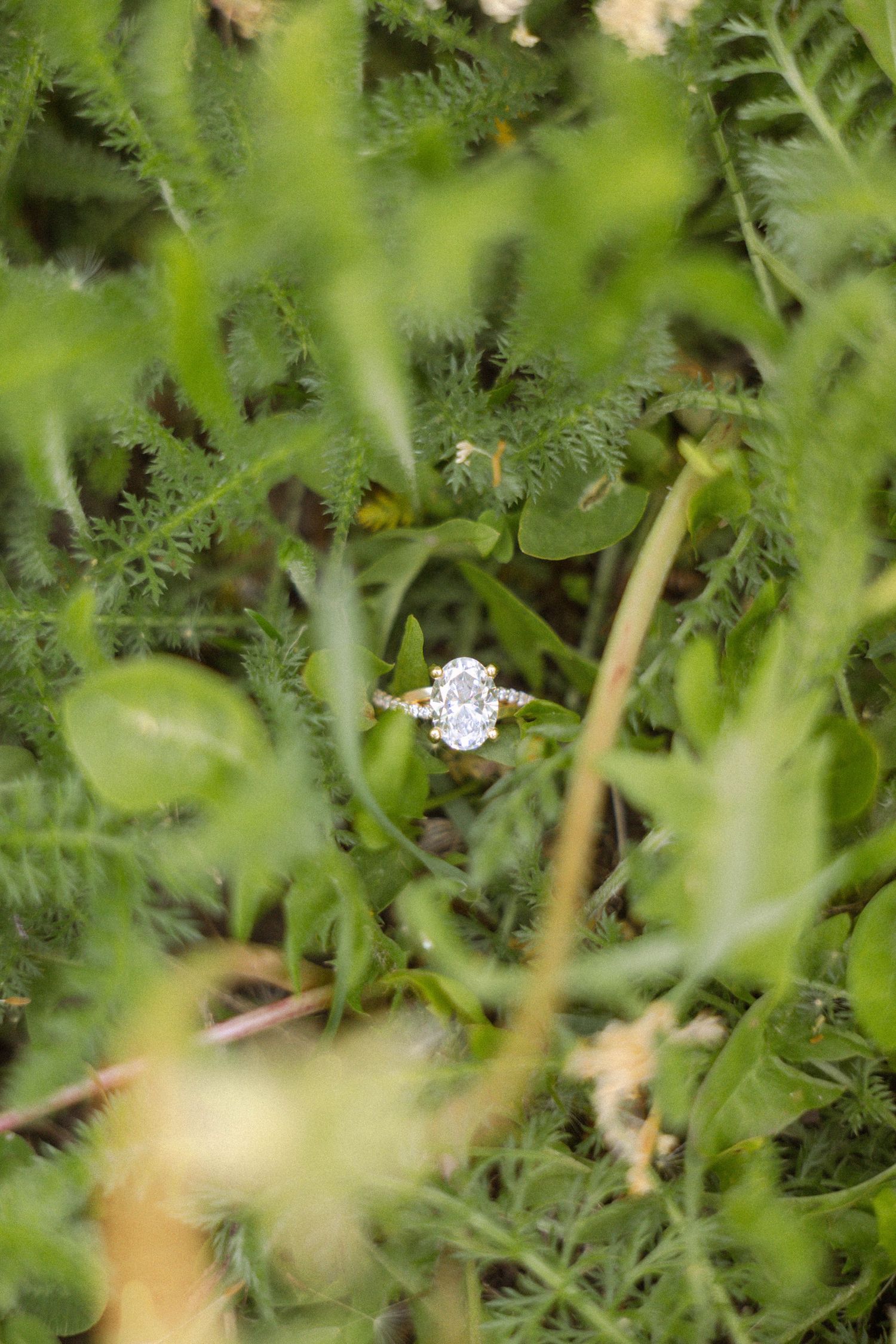 Diamond engagement ring with oval stone resting among lush green ferns and foliage in a natural outdoor setting.