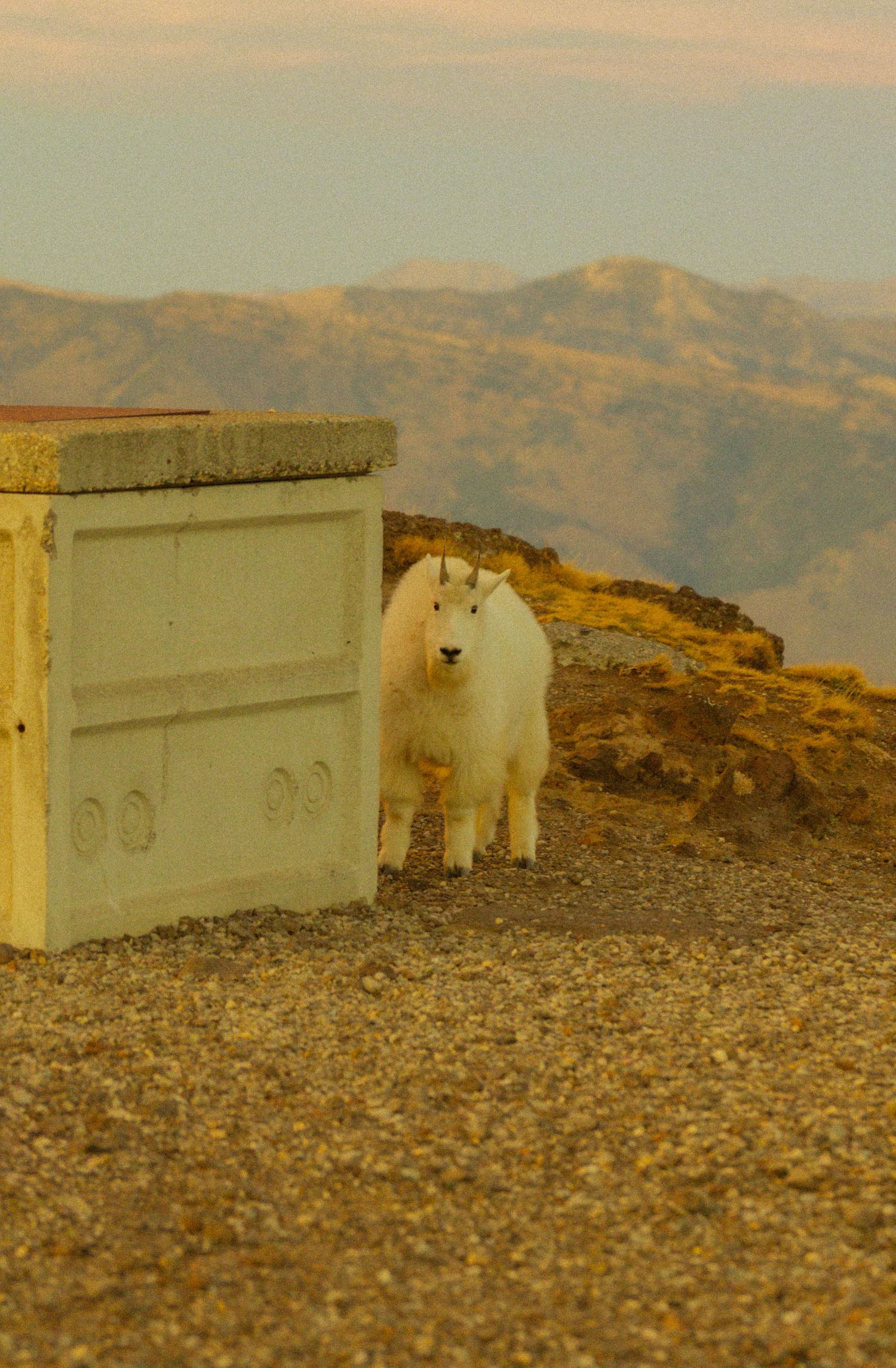 A white mountain goat stands on rocky gravel beside a concrete structure with mountain ranges visible in the golden background.