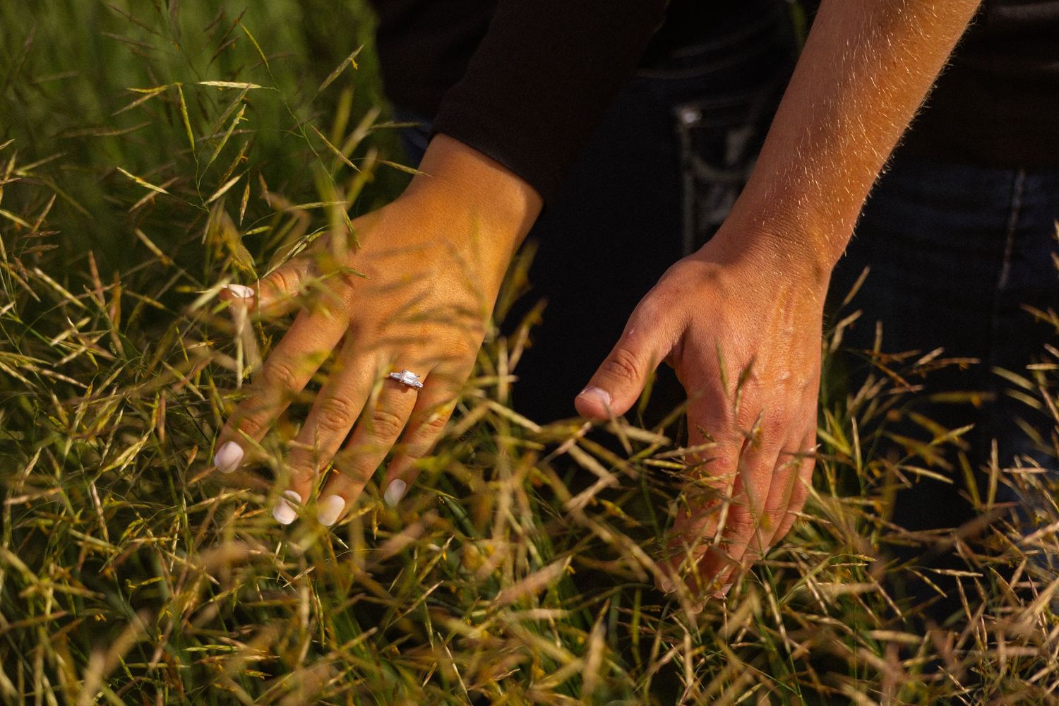 Close-up of two hands gently touching green and golden grass blades in a field at dusk.