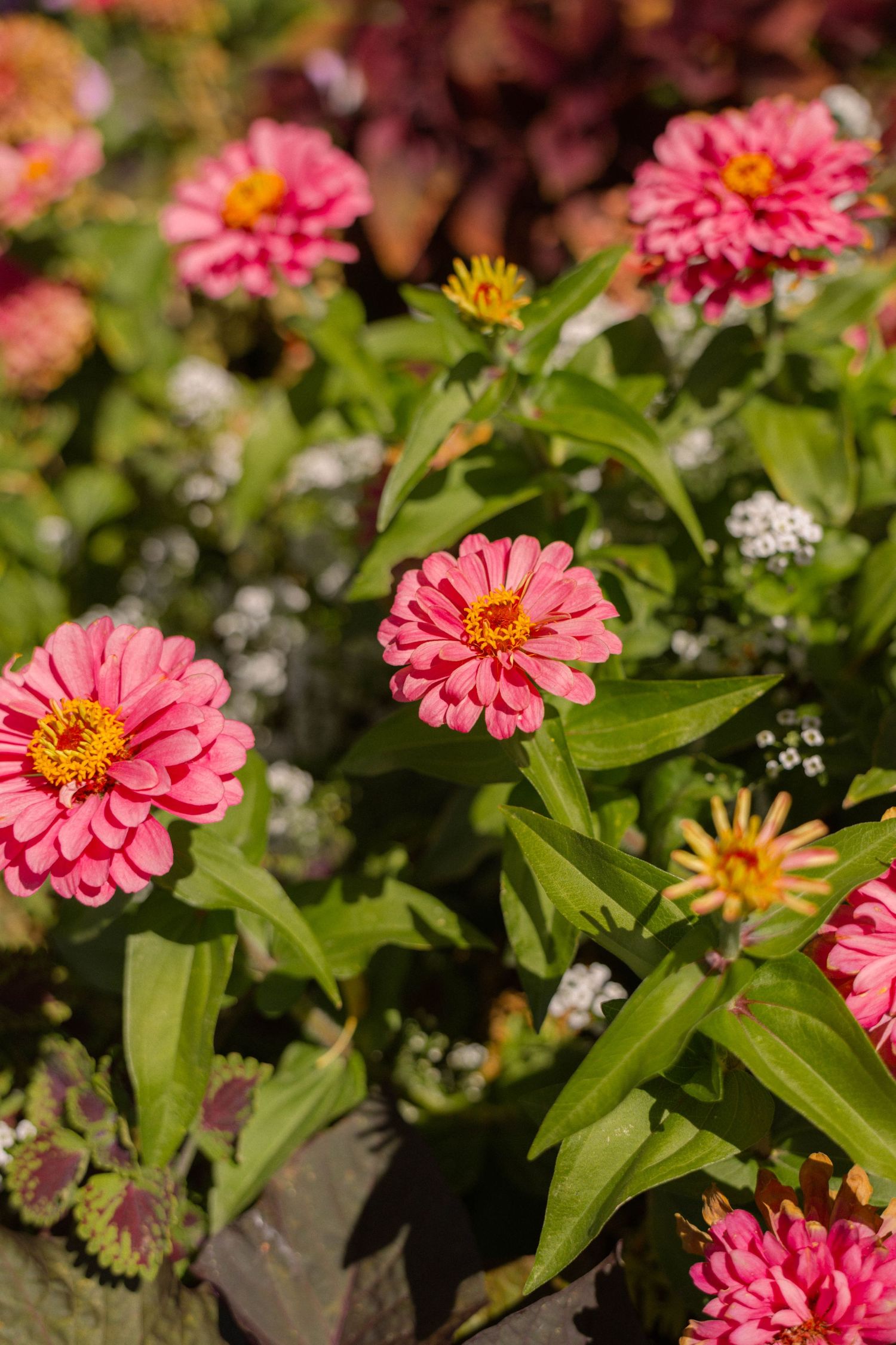 Vibrant pink zinnia flowers with yellow centers bloom among green foliage in a sunny garden setting.