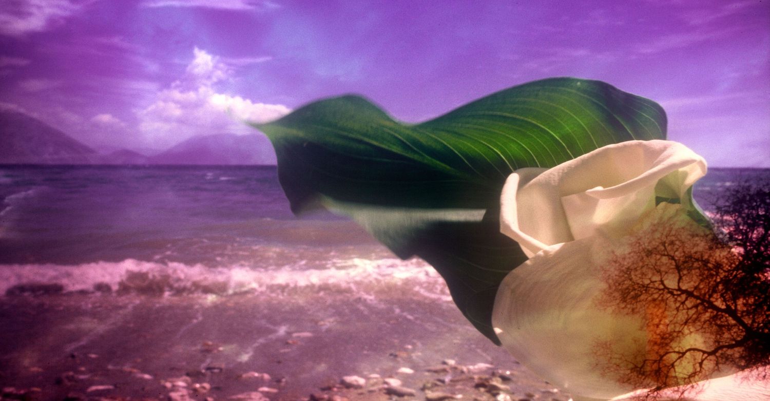 A white flower with a flowing green leaf set against a dramatic purple sky and turbulent ocean waves.