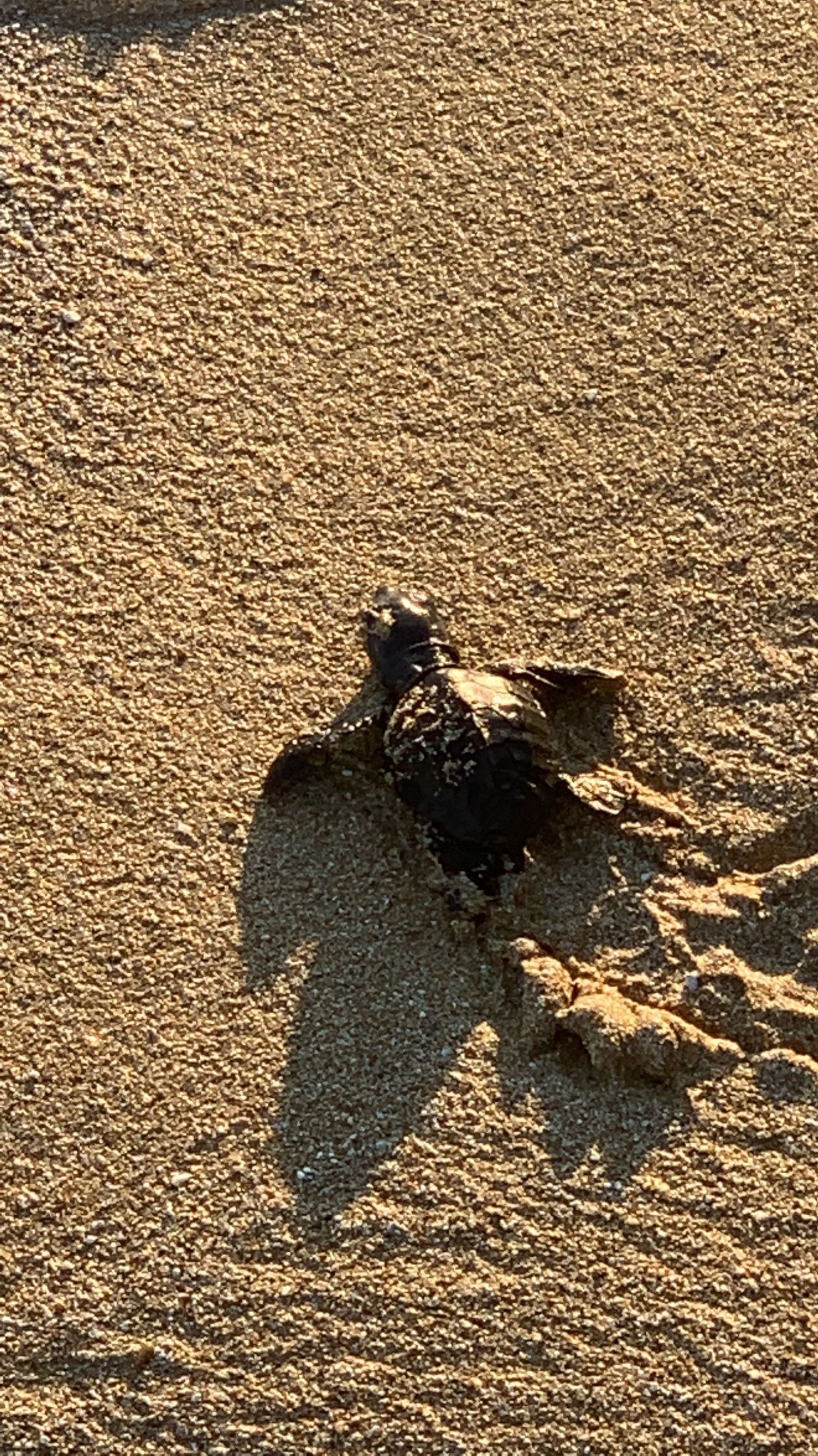 Tiny newborn sea turtle crawling across golden sand toward the ocean.