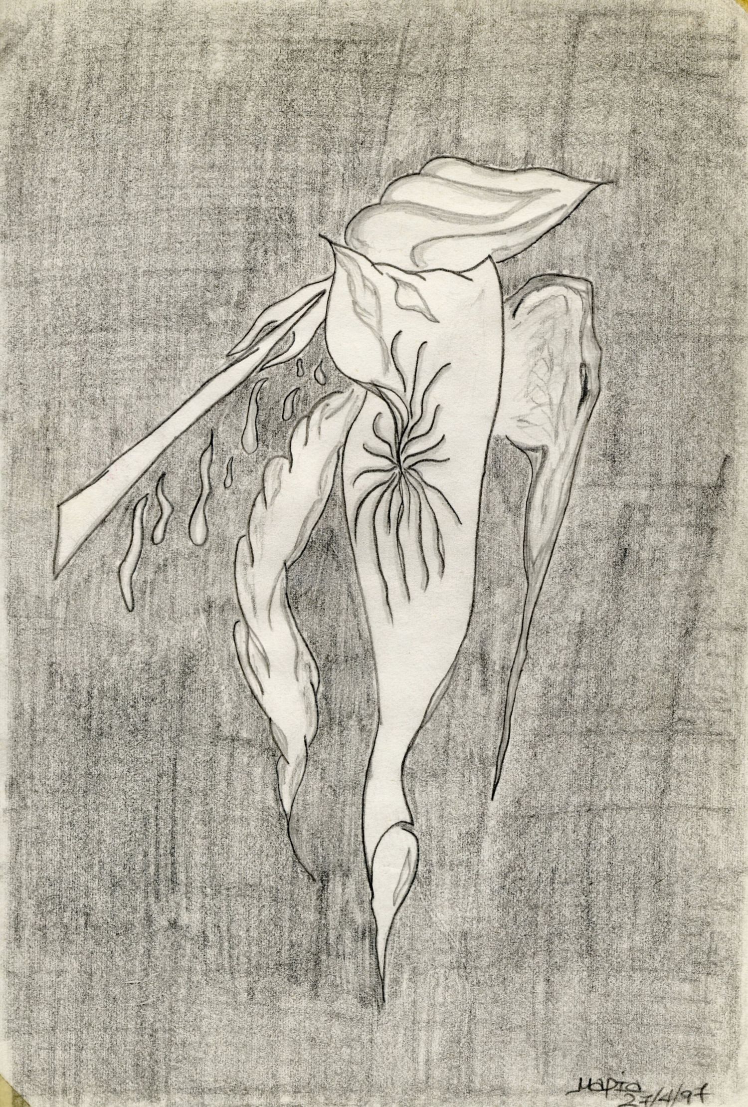 Pencil drawing of an abstract wilting flower or plant form with flowing organic shapes on a textured grey background.