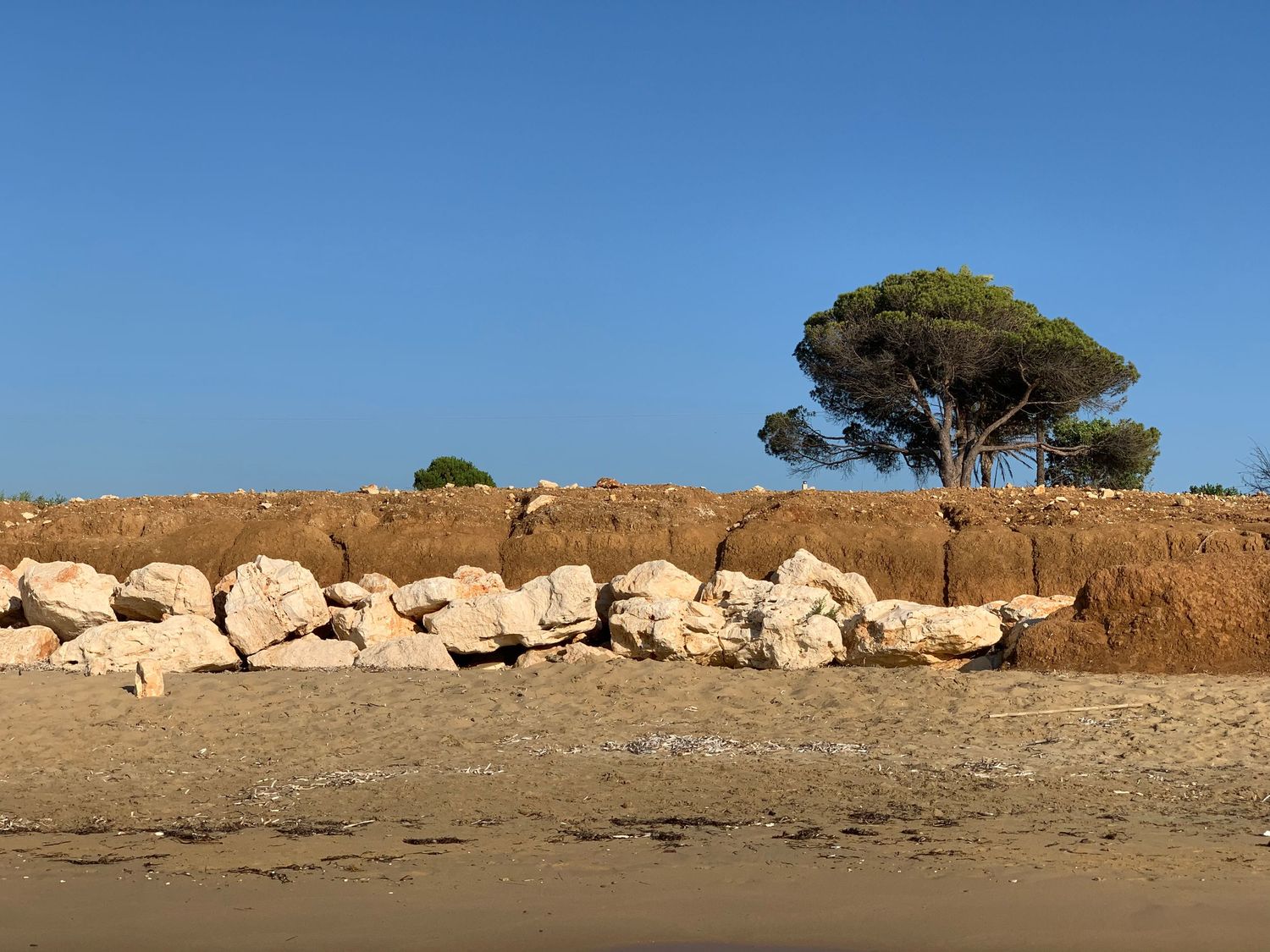 Sandy beach with large limestone rocks and a Mediterranean pine tree under a clear blue sky.