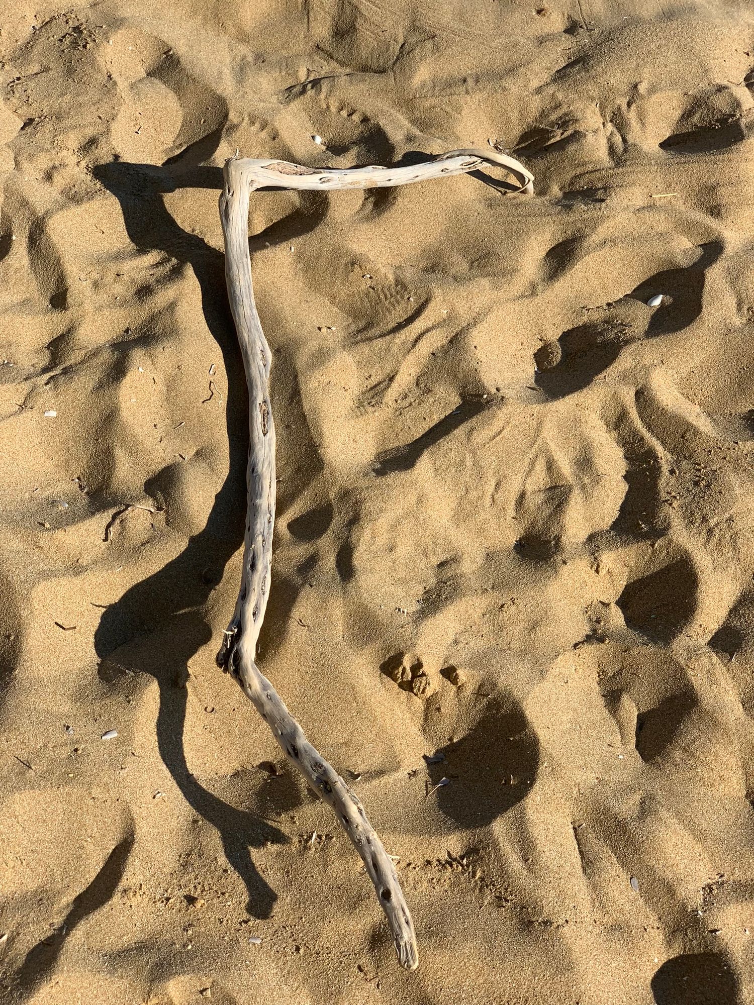 Bleached white driftwood branch lying on golden sandy beach casting shadow in bright sunlight.