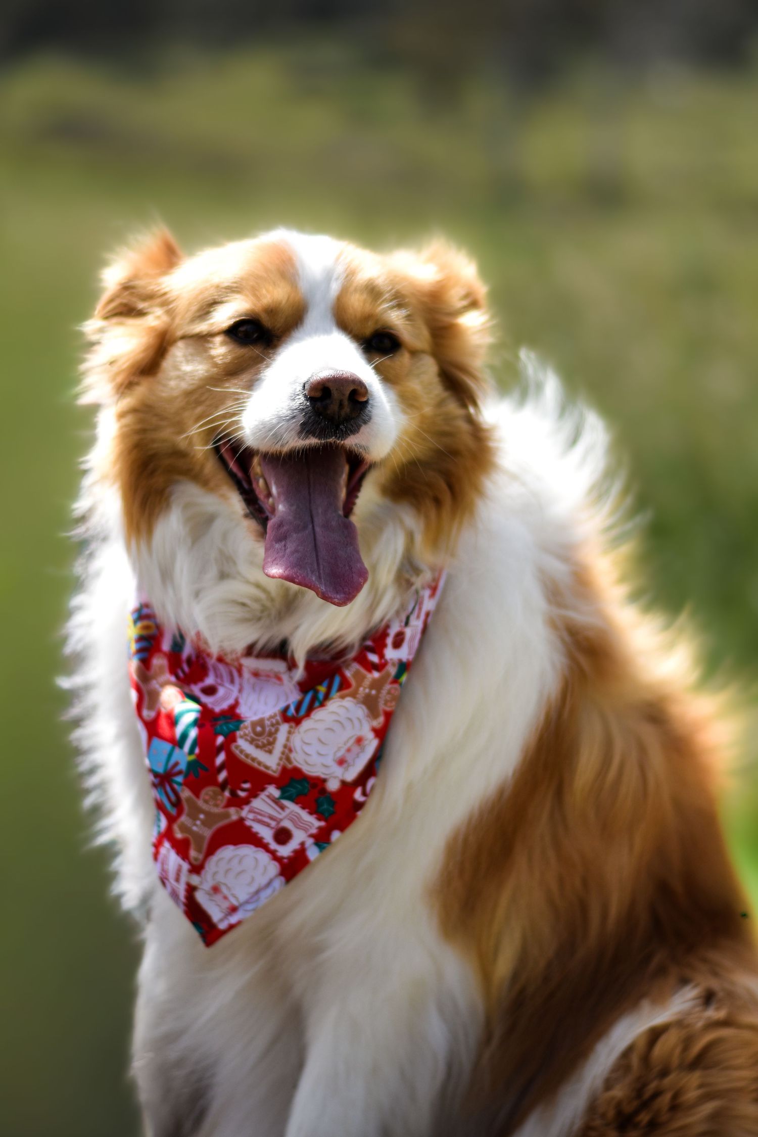 Dog wearing festive red and white bandana yawning in sunlit outdoor setting.
