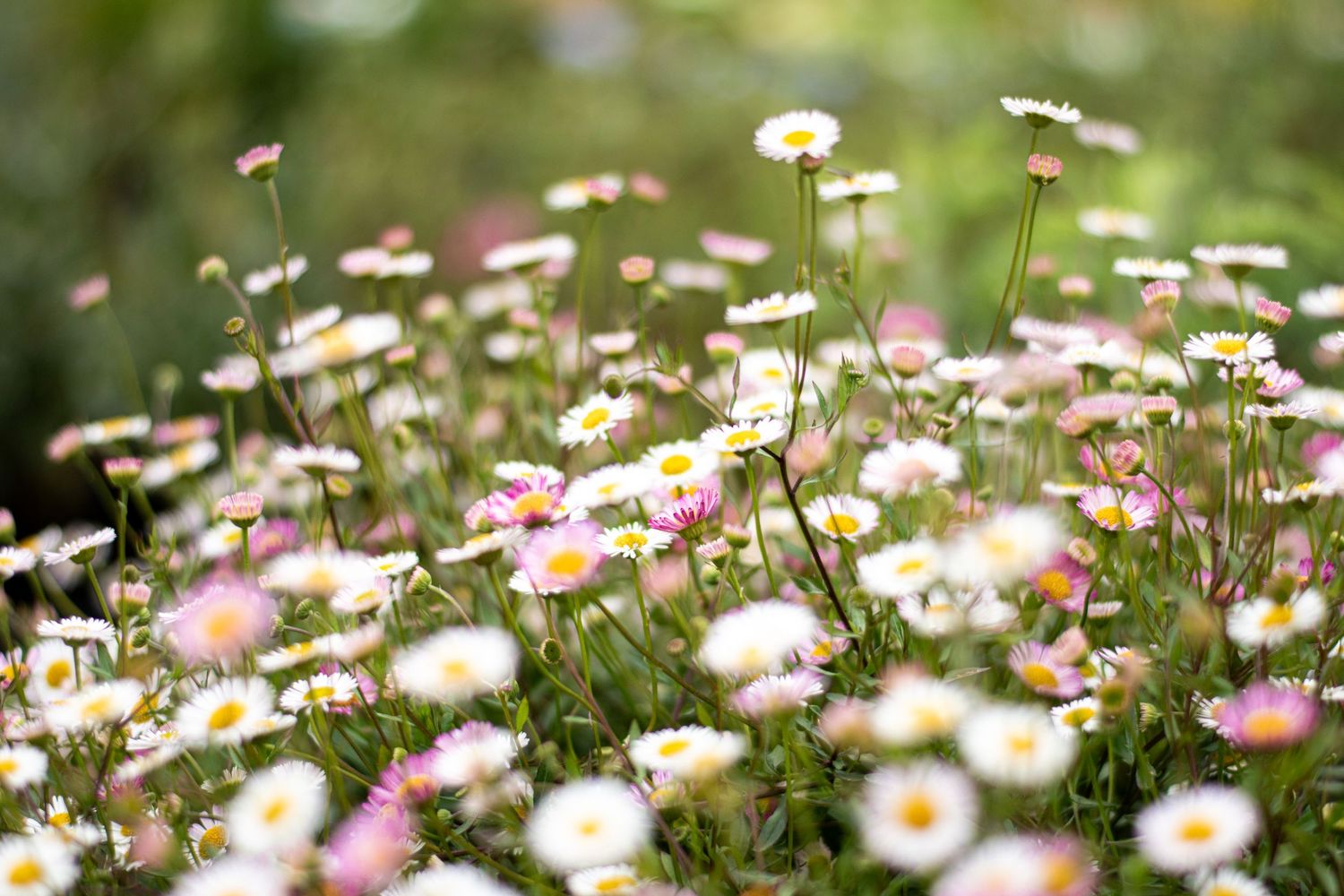 Field of delicate daisy flowers blooming in soft focus with pink and white petals.