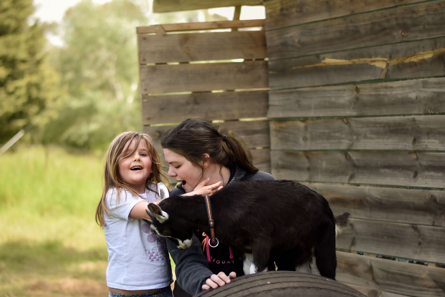 A rustic wooden barn wall serves as backdrop for a playful outdoor scene.