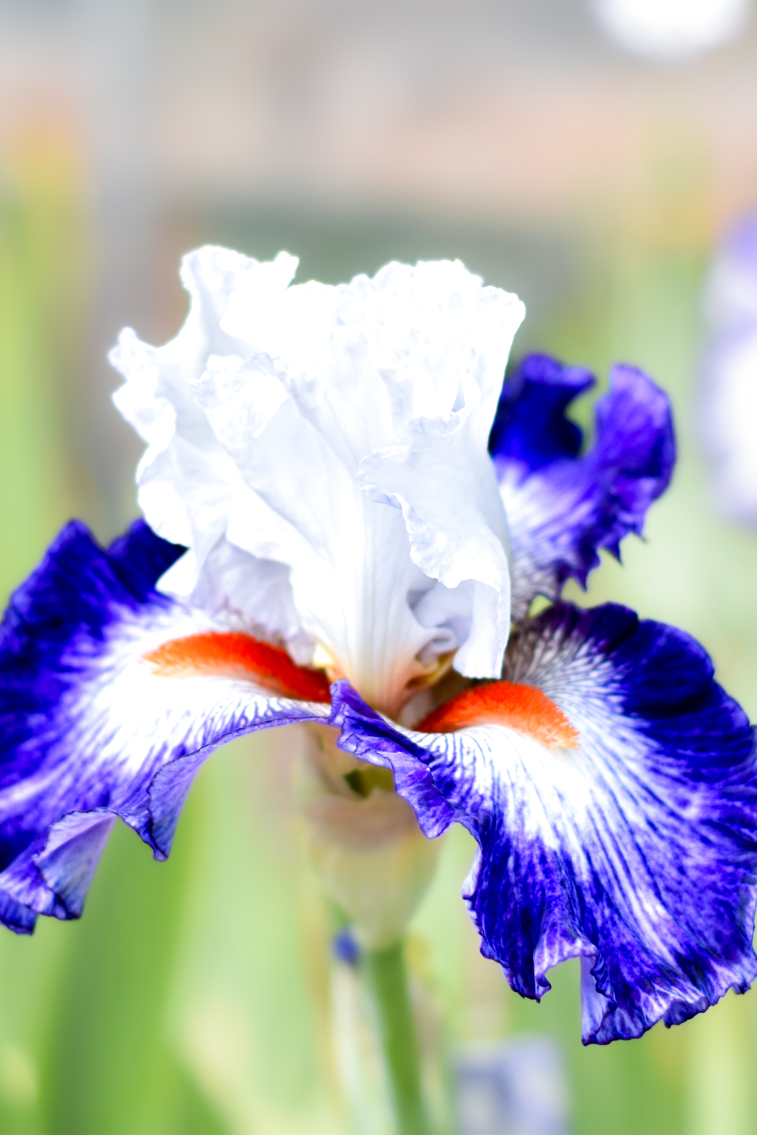 Stunning bicolor iris with white and deep blue petals featuring orange beard highlights.