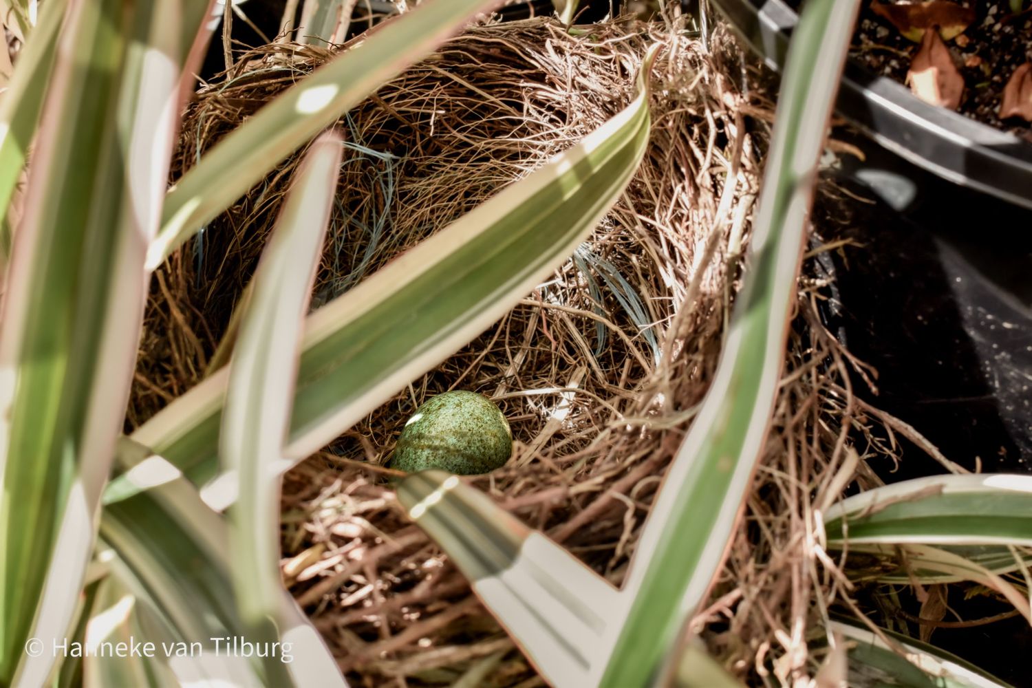 Close-up view of a single green thrush bird egg.