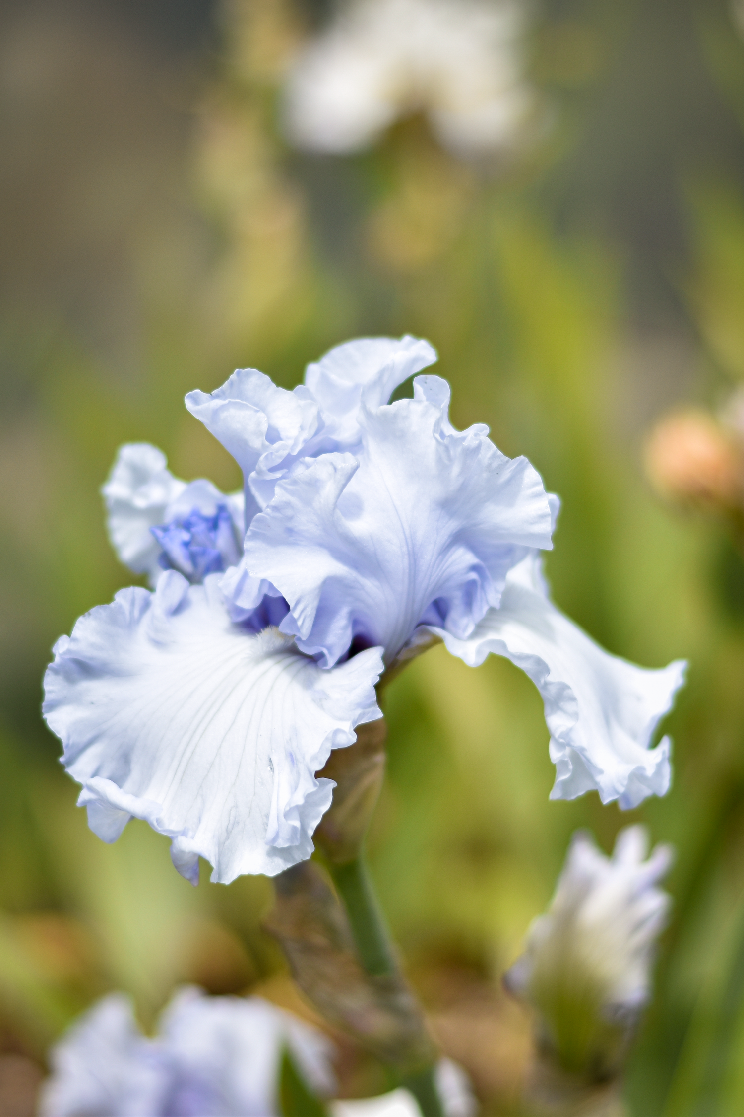 Soft blue and white ruffled iris flower in bloom with delicate petal details.