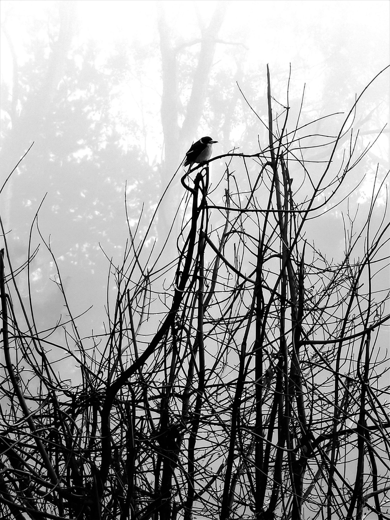 Silhouetted bare tree branches and bird against misty grey background in black and white.