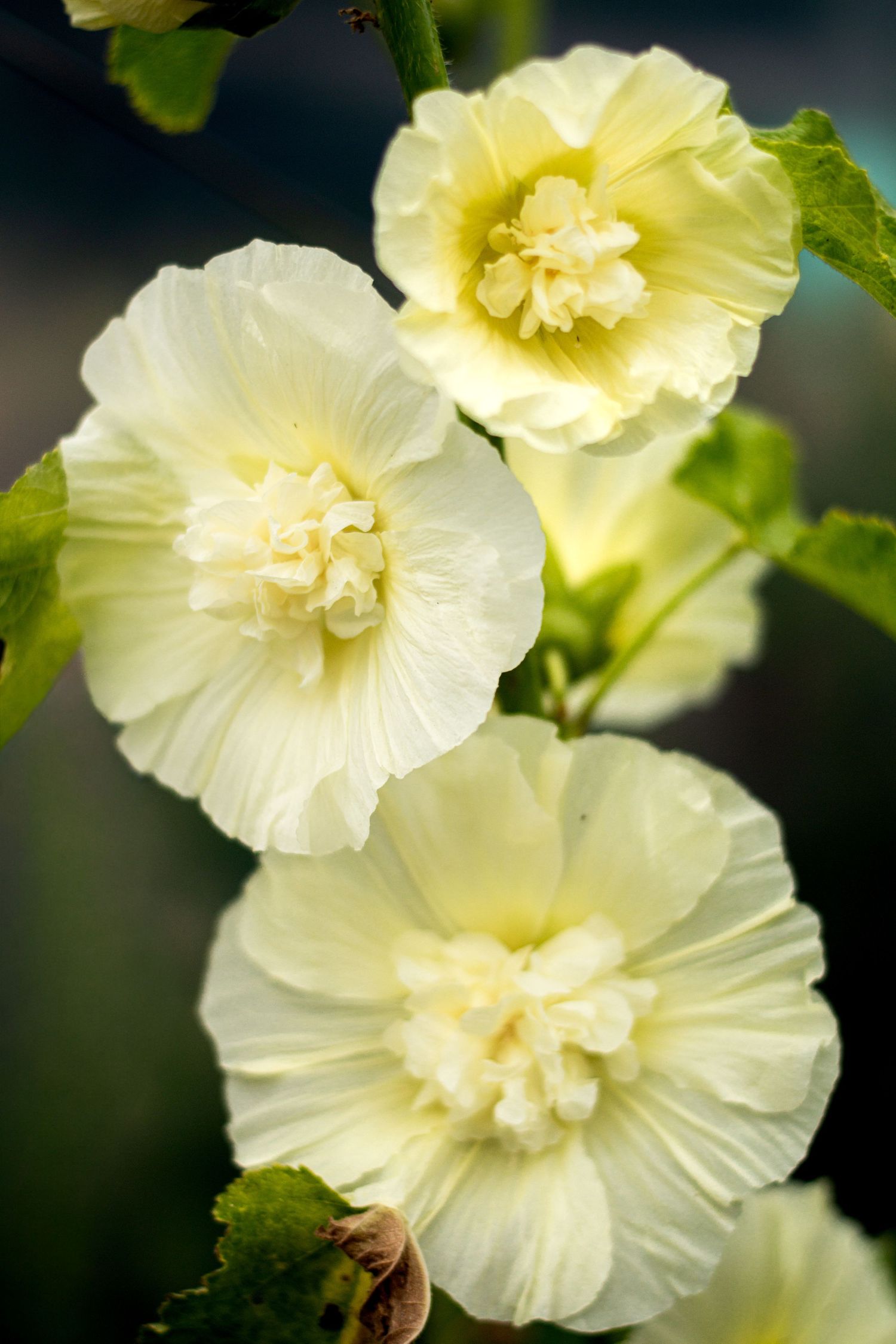 Delicate yellow hollyhock flowers with ruffled petals blooming against a dark background.