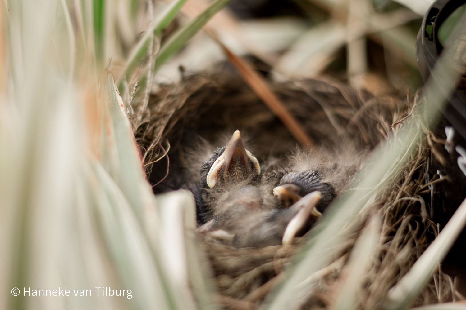 Detailed view of young Thrush birds waiting for their food.