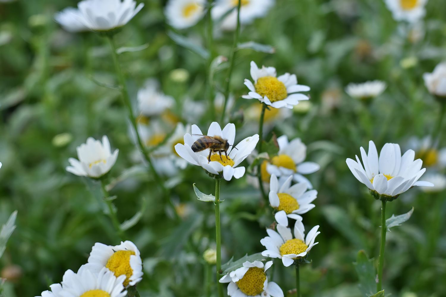 White daisies blooming in a green garden with a bee collecting pollen.