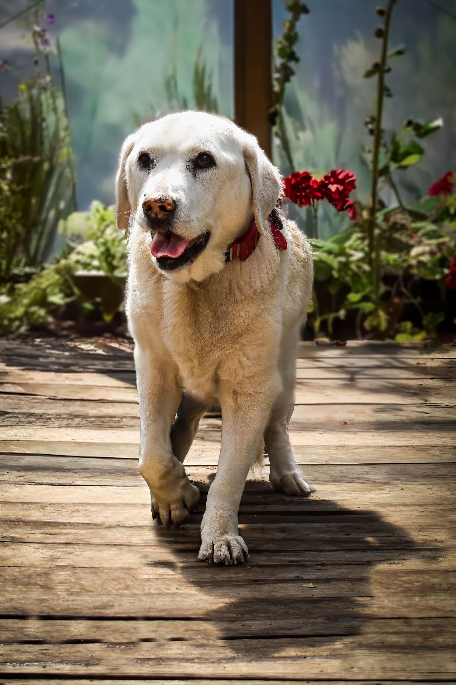 White puppy walking across wooden deck with flowers in background.