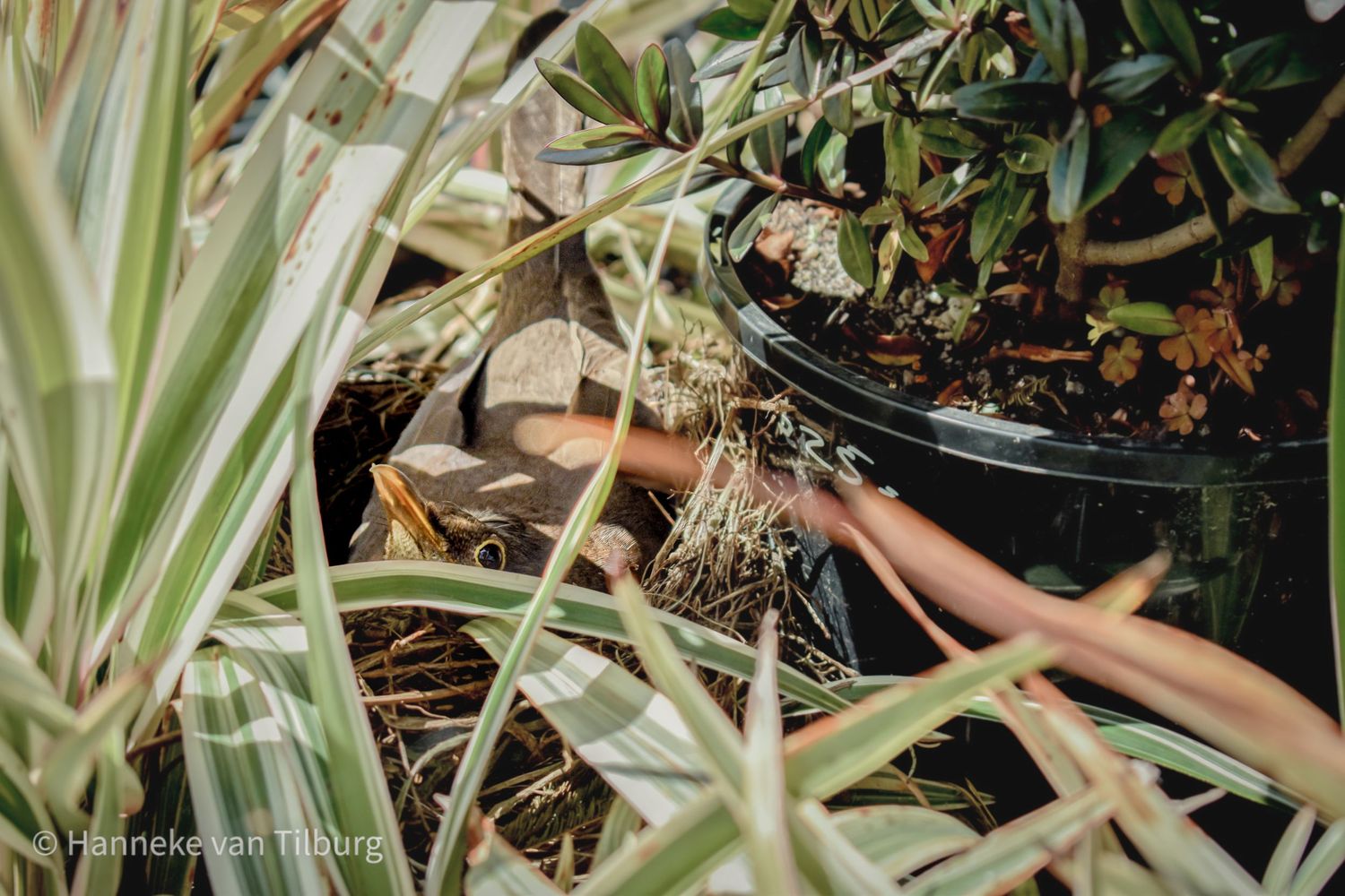 Thrush bird nestled into natural arrangement of dried grass stalks and plant material.