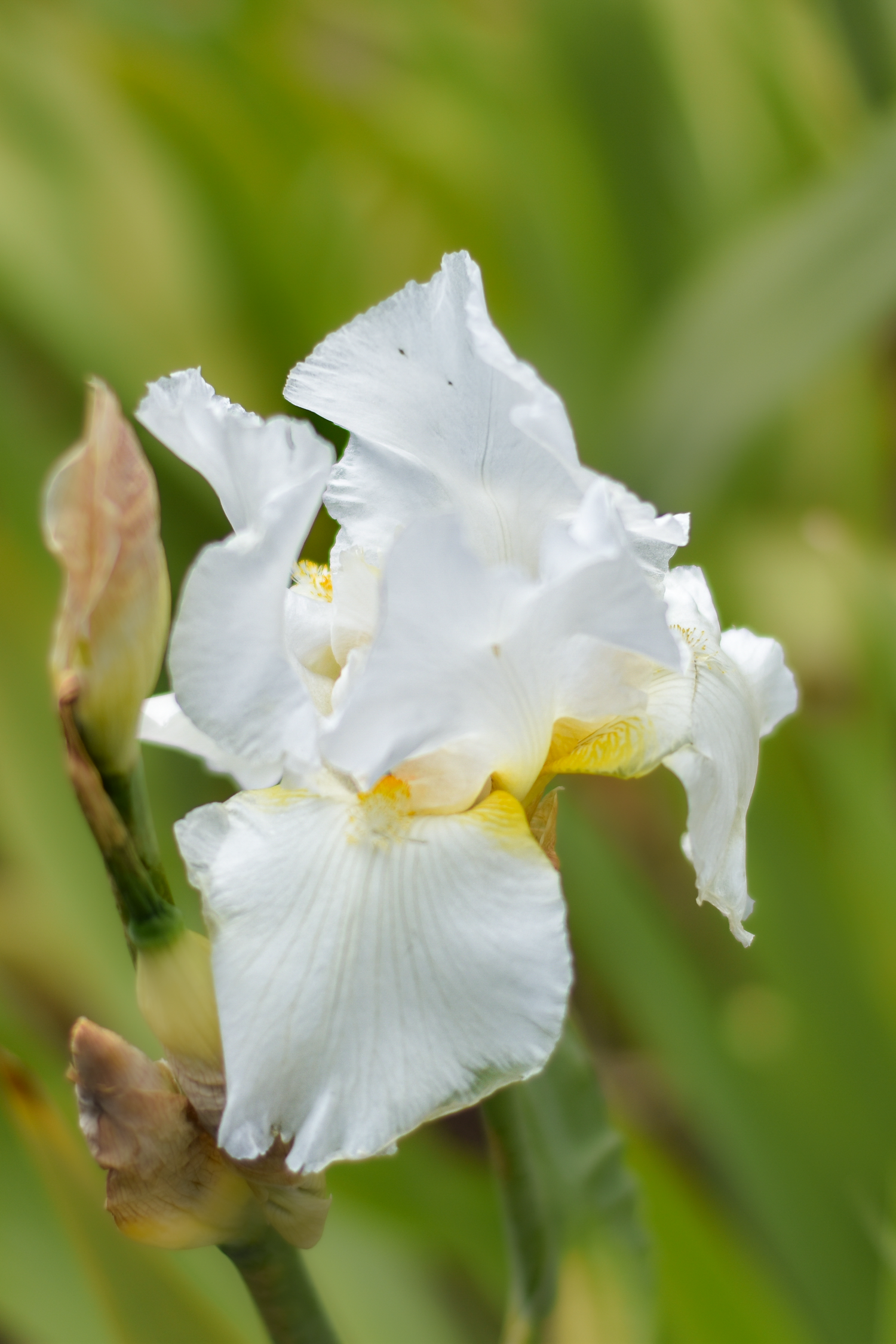 Elegant white iris flower with pale yellow undertones blooming against green foliage.
