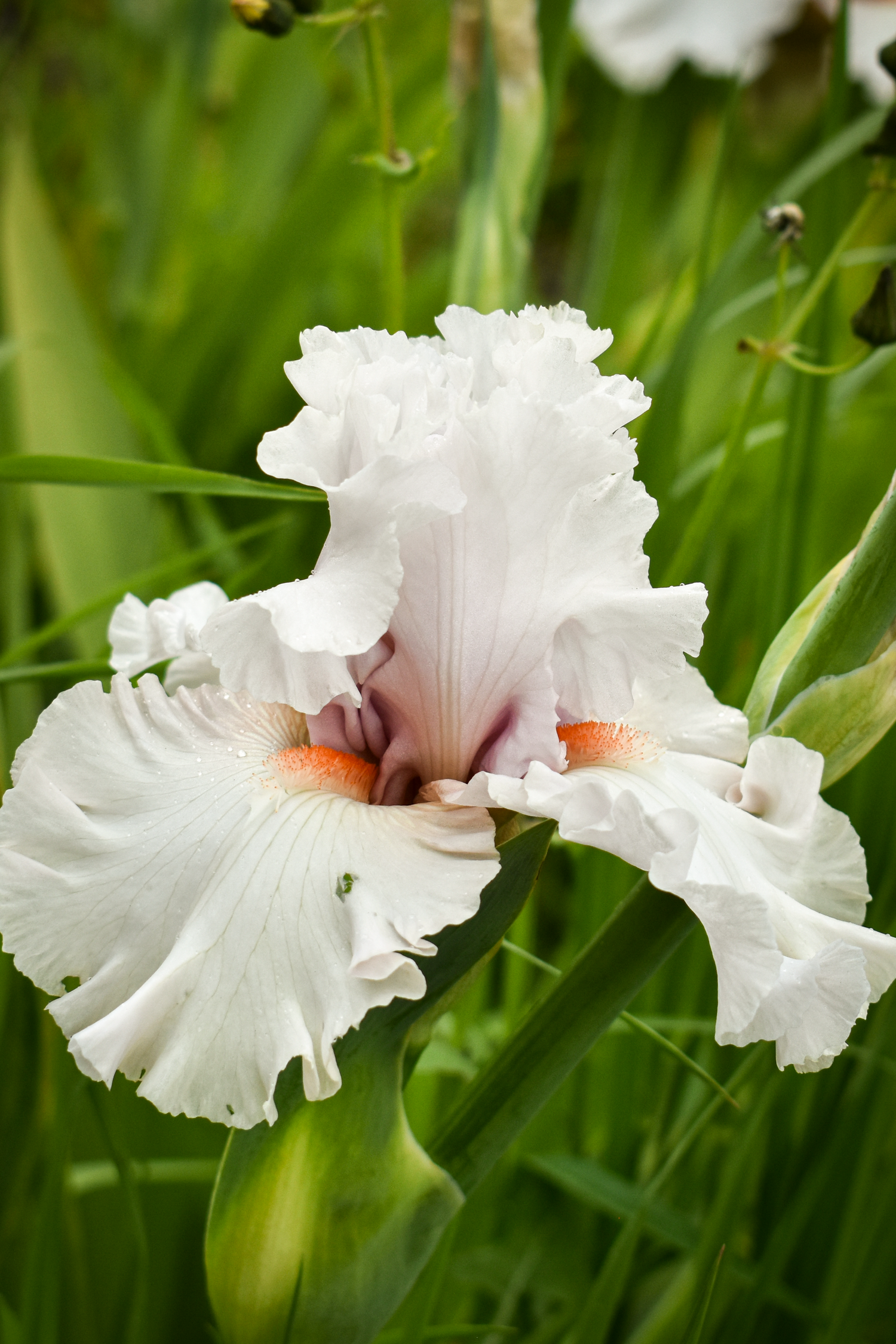 Close-up of delicate white iris flowers with ruffled petals against green foliage.