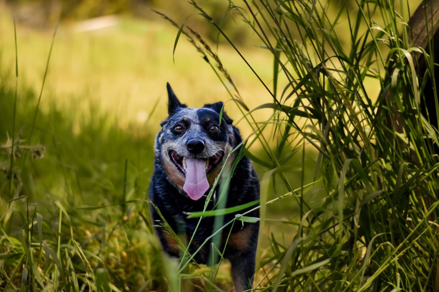 Dog peeking through tall grass in sunlit field.