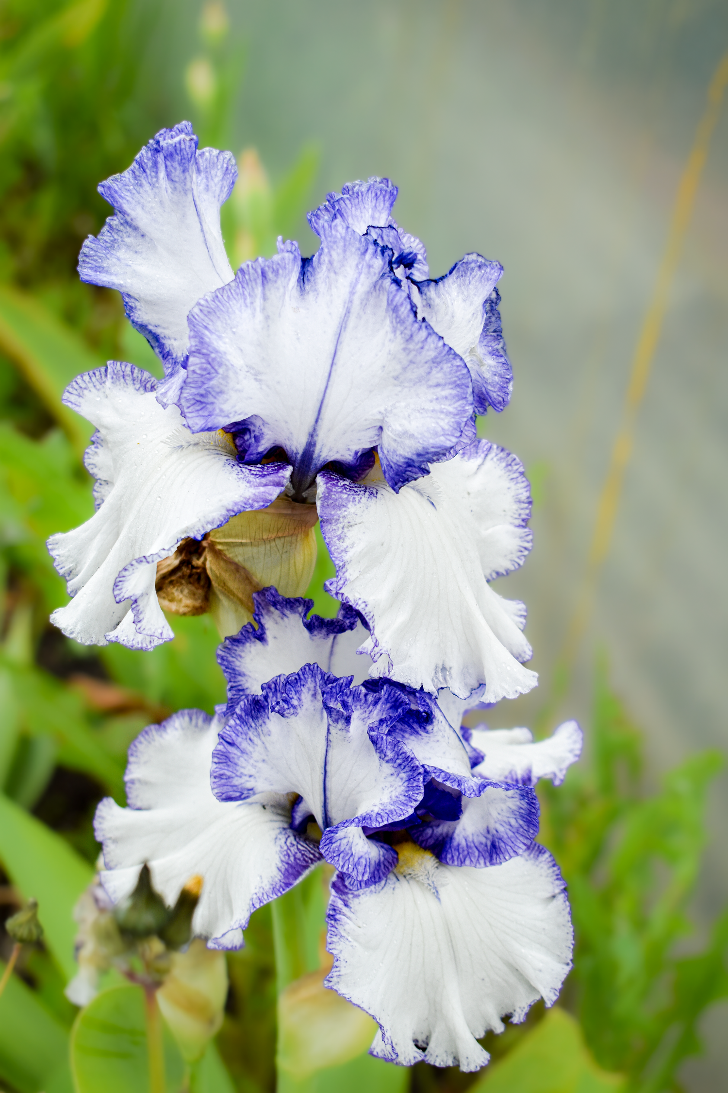 Two white and purple edged iris blooms displaying their ruffled petals against soft background.