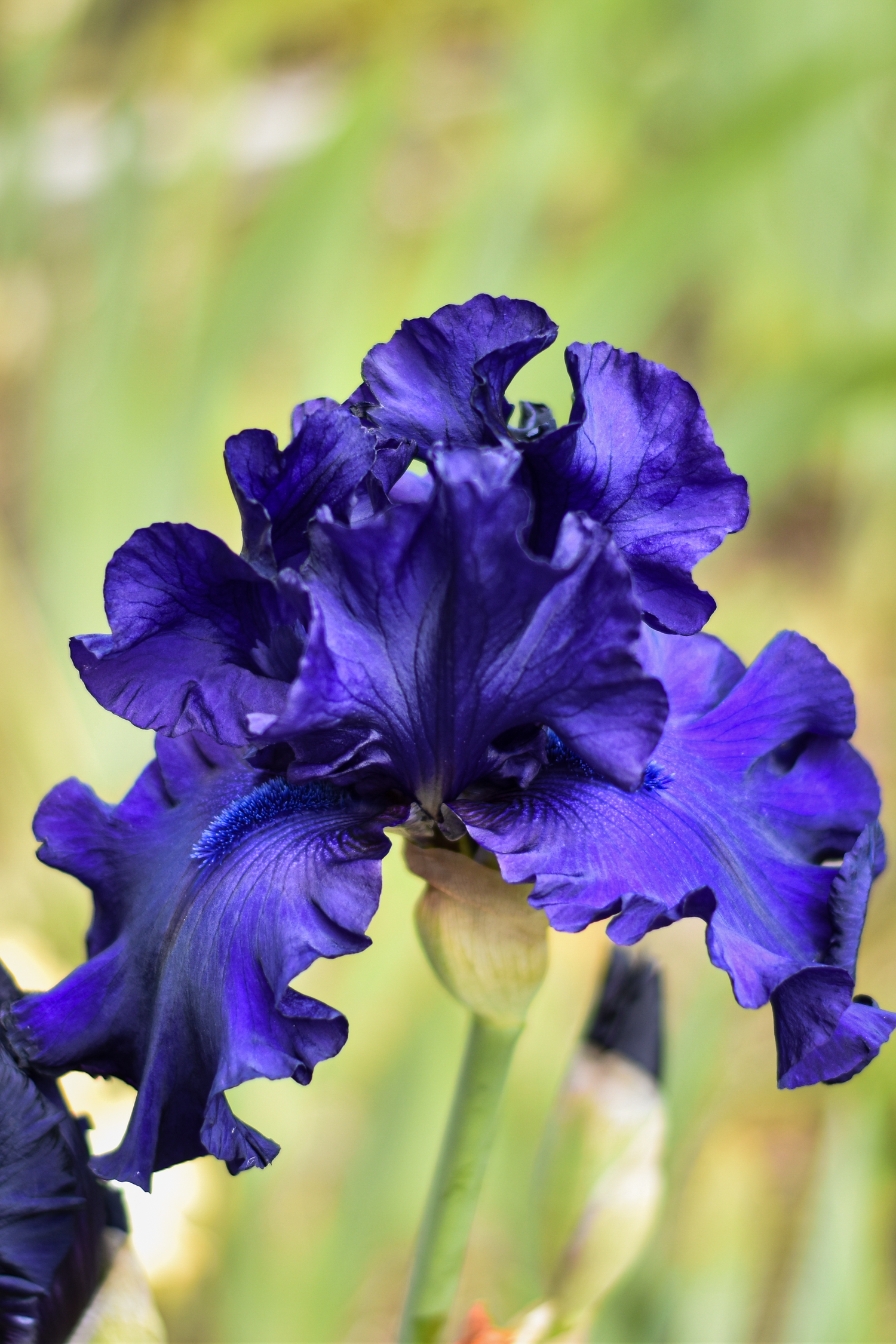 Deep purple bearded iris flower with dramatic ruffled petals against blurred background.