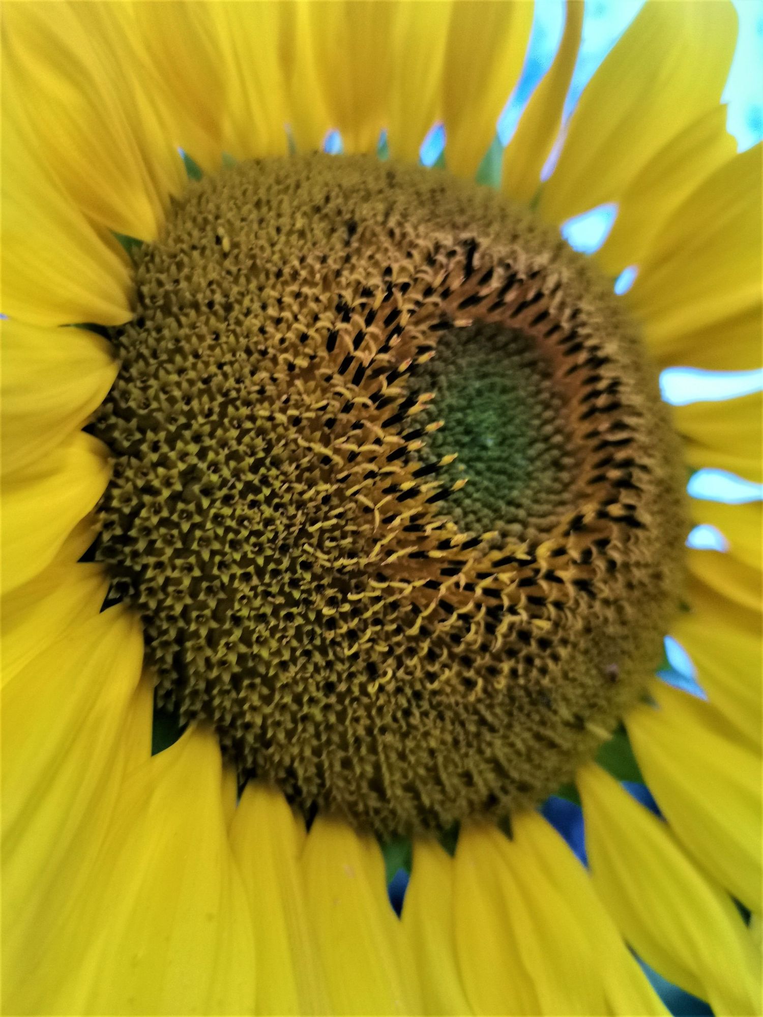 Extreme close-up of sunflower center showing intricate spiral pattern of seeds.