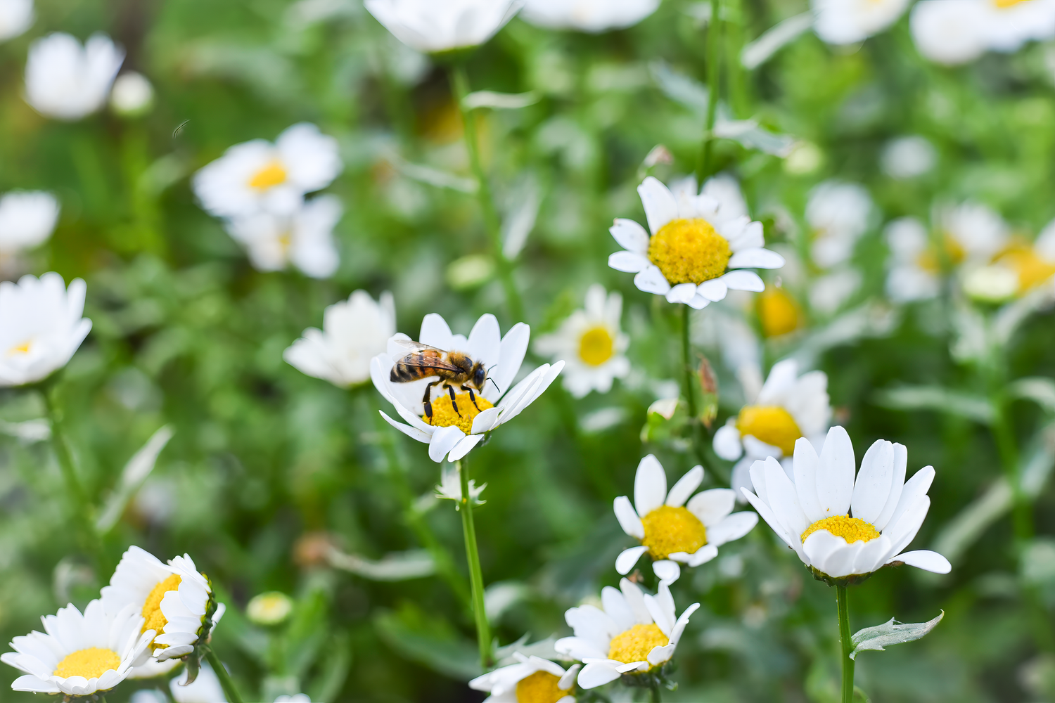 White daisies with yellow centers scattered across a green meadow.
