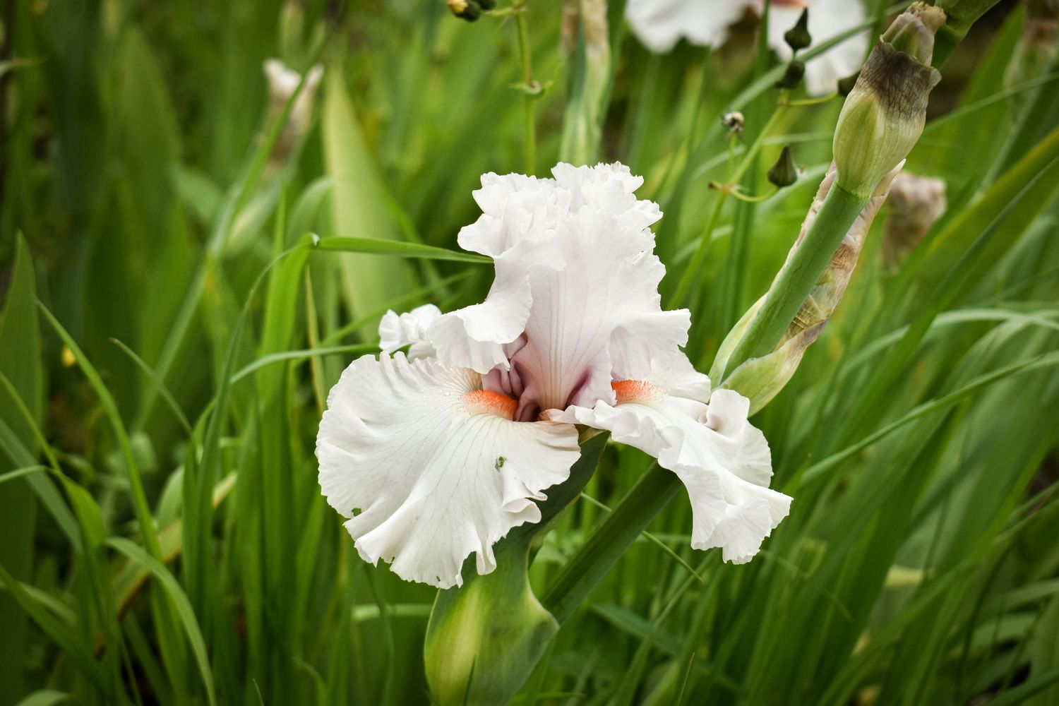 White Irises blooming in a garden.