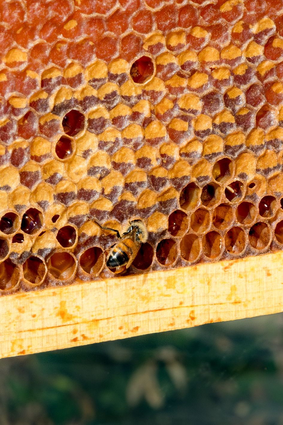 A honeybee crawls on a beeswax honeycomb frame filled with capped and uncapped honey cells.