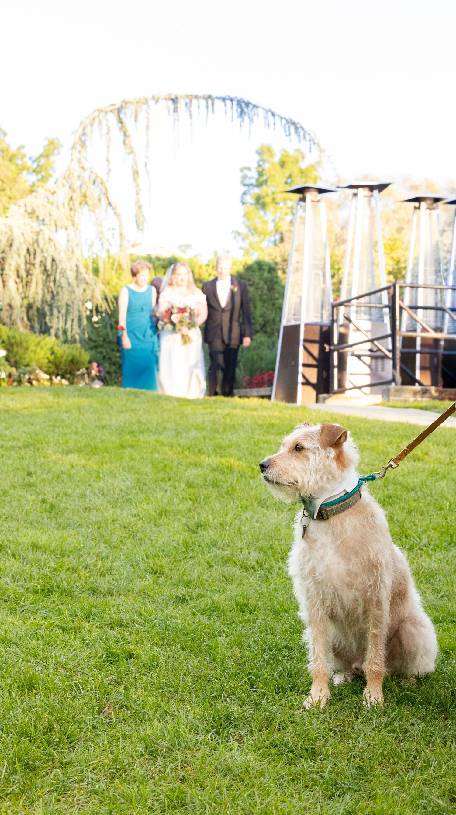 Adorable terrier dog on leash sits in green grass as wedding party walks in background at outdoor ceremony.