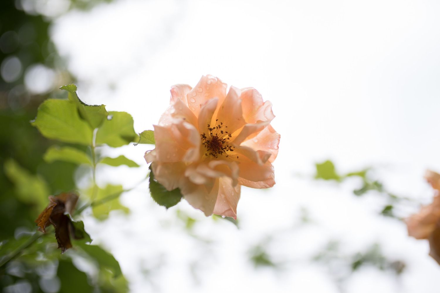 Soft peach garden rose in bloom with green leaves against a bright white sky background.