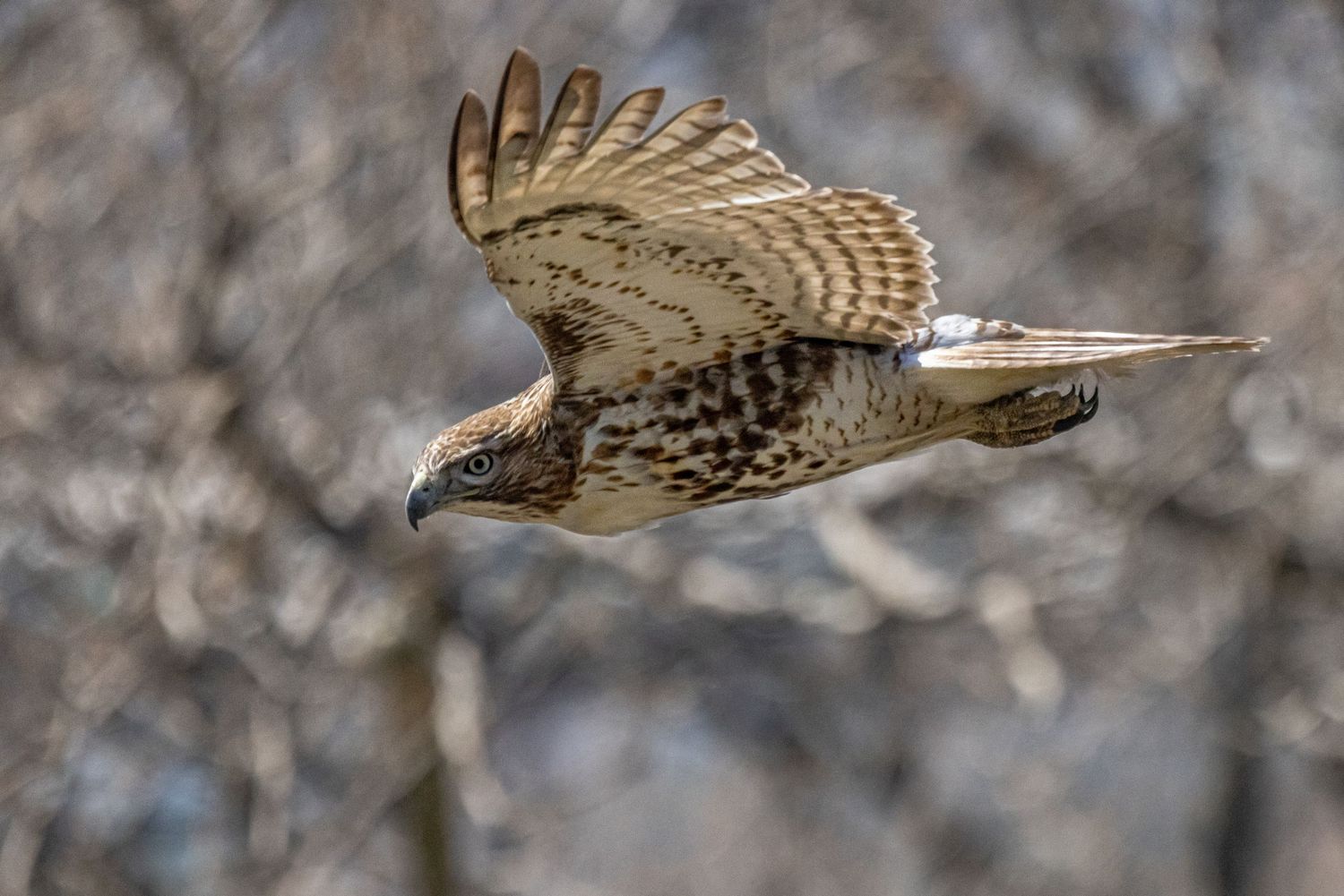 A red-tailed hawk in mid-flight soaring through a bare winter forest.