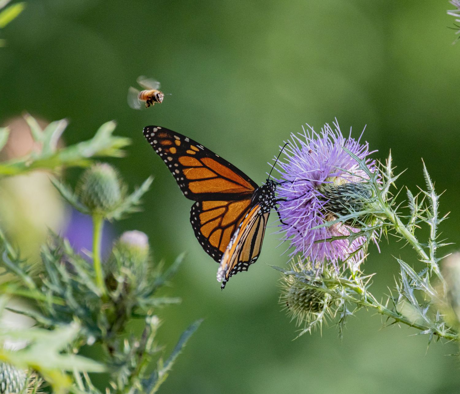 A monarch butterfly perches on a purple thistle flower while a bee hovers nearby in a garden.
