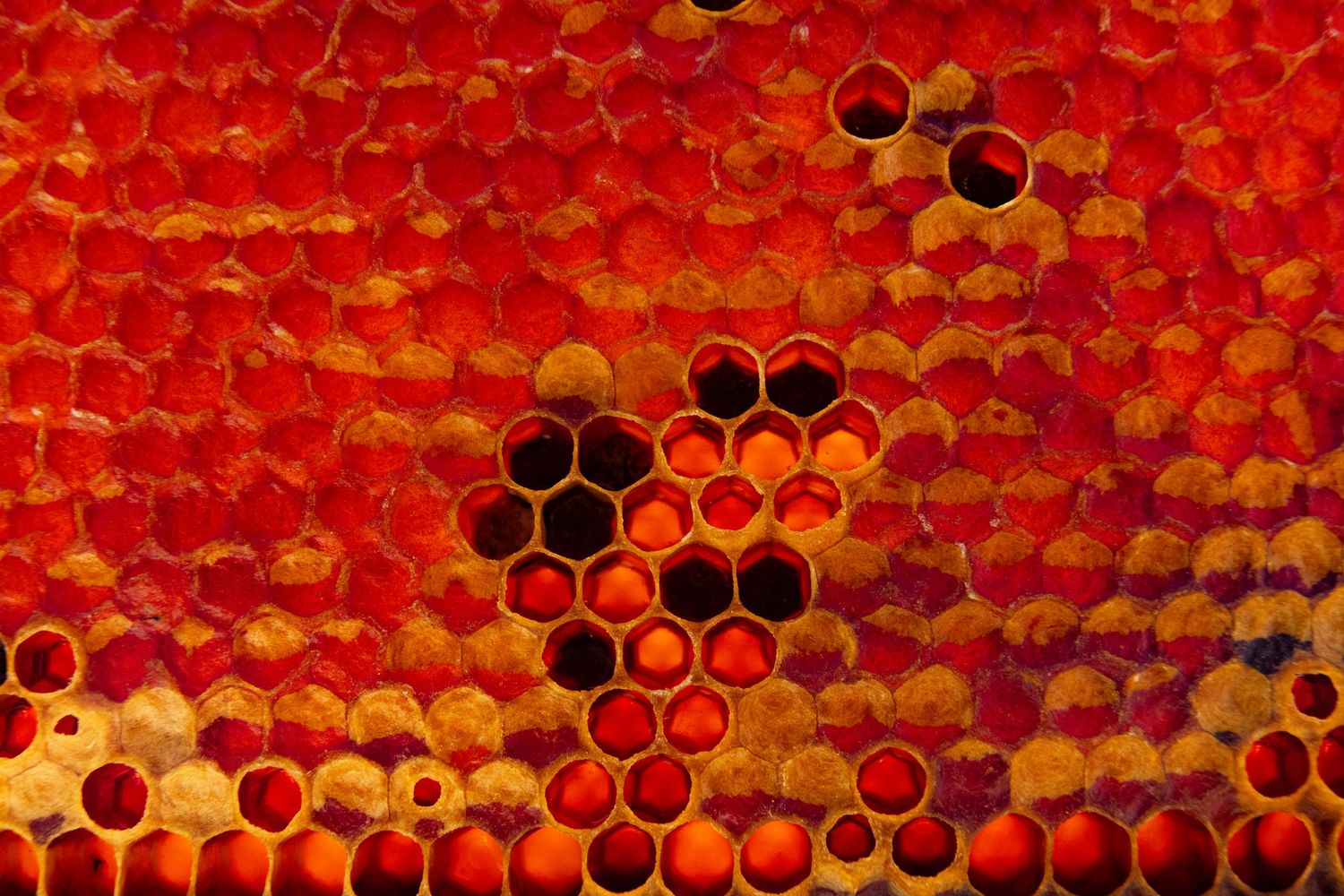 Close-up macro shot of vibrant red and orange honeycomb cells filled with honey.
