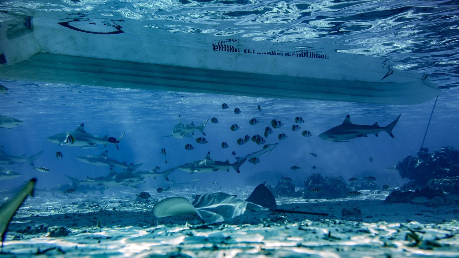 An underwater view of an aquarium tank filled with sharks, stingrays, and tropical fish swimming together.