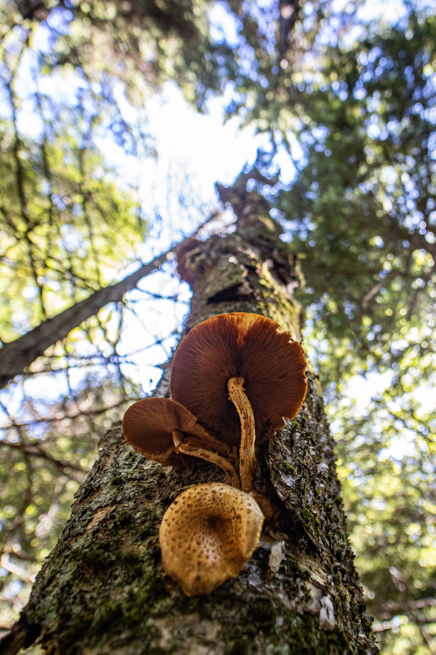 Low angle view of brown mushrooms growing on a mossy tree trunk in a sunlit forest.
