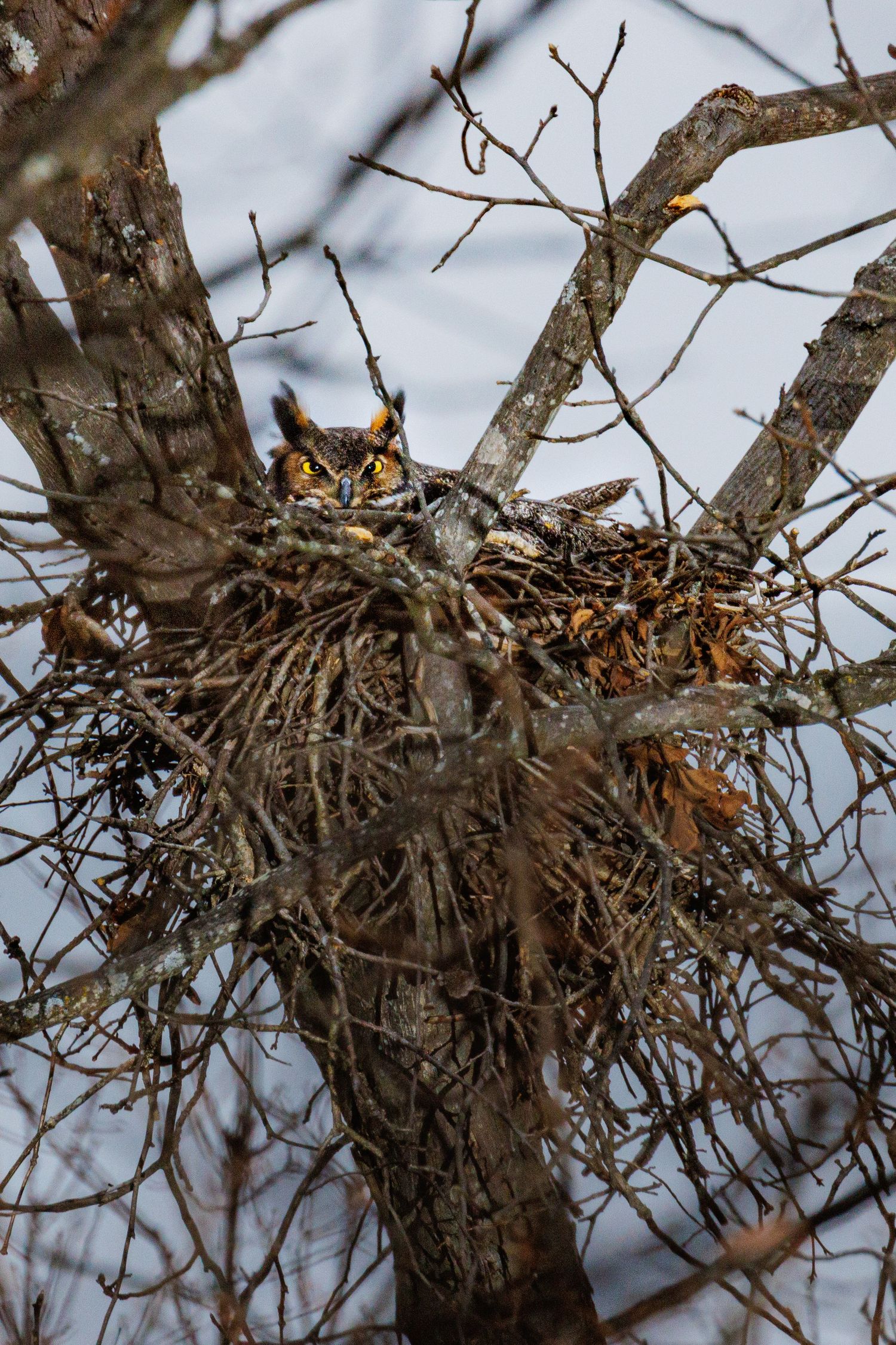 A great horned owl sits in a nest built in a bare tree, its yellow eyes glowing in dim light.
