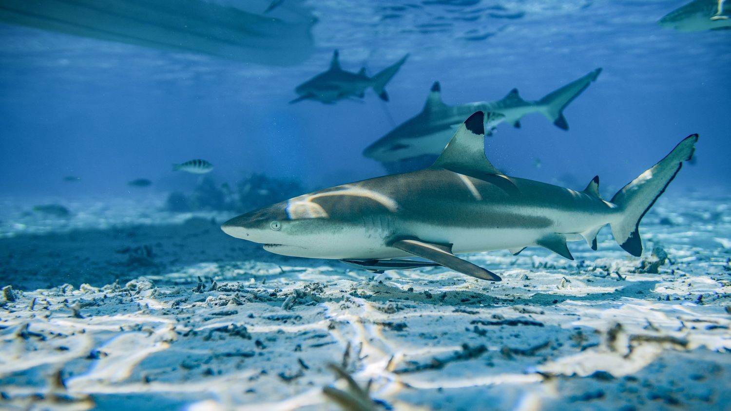 Blacktip reef sharks swimming gracefully over a sandy ocean floor in clear blue water.