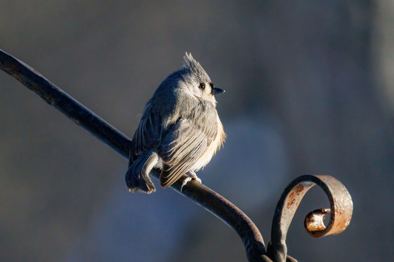 A tufted titmouse bird perched on a decorative iron garden stake in winter.