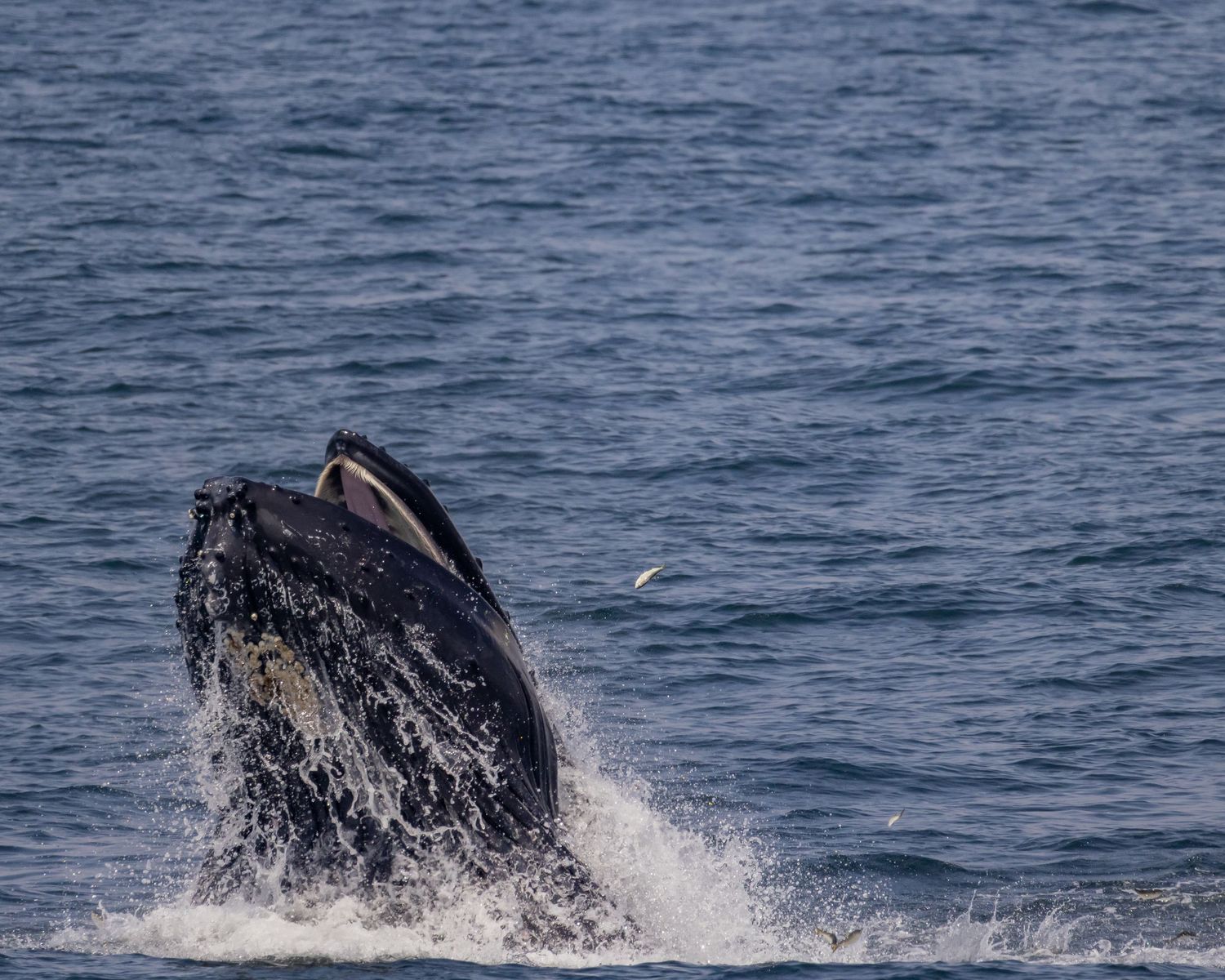 Humpback whale breaching the ocean surface with water splashing around its mouth.