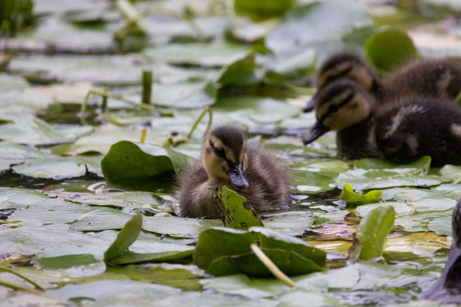 Two fluffy ducklings swimming among green lily pads on a calm pond.