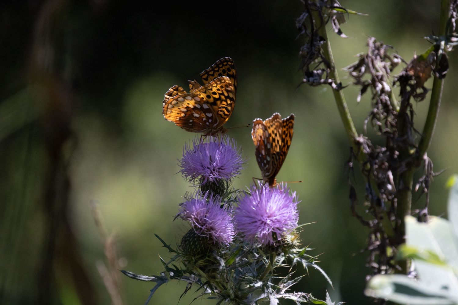 Two orange butterflies rest on blooming purple thistle flowers in a dark natural setting.