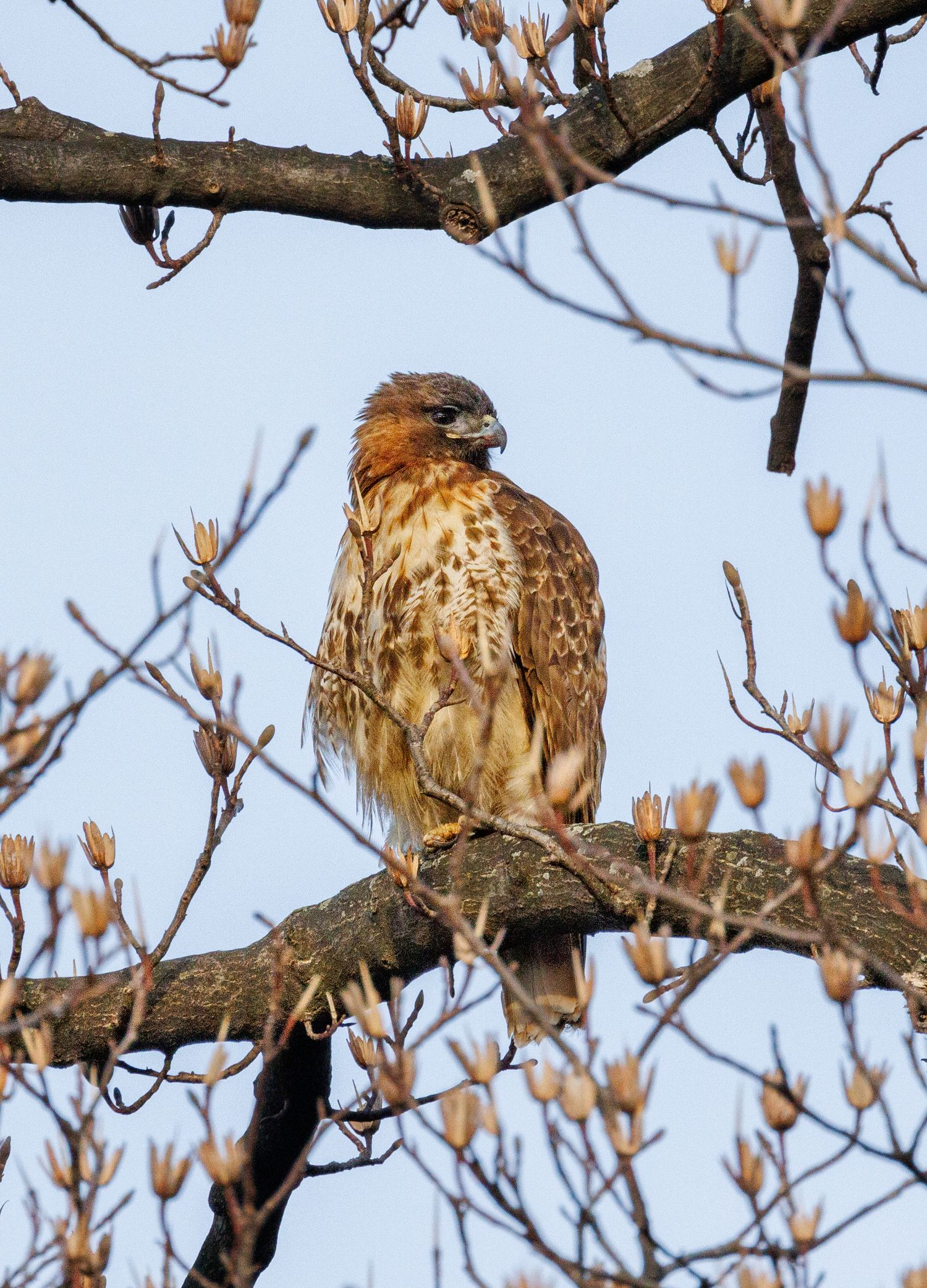 A red-tailed hawk perches alert on a tree branch surrounded by budding spring twigs against a blue sky.