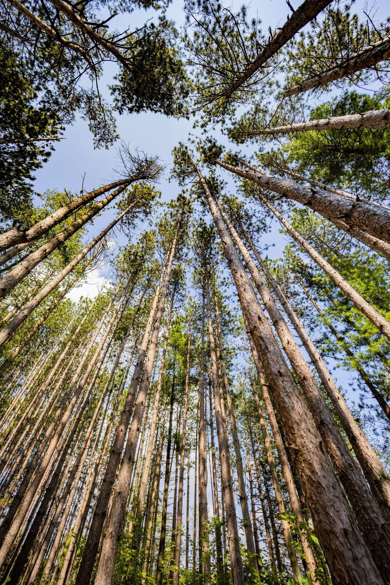 Low angle upward view of tall pine trees reaching toward a bright blue sky in a dense forest.